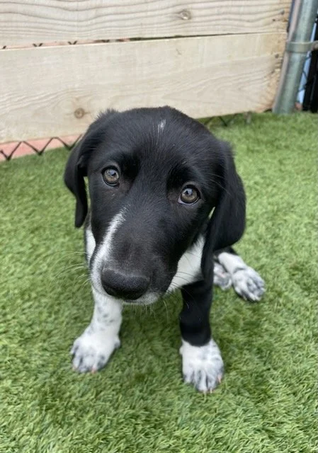 Alfredo- Male, 3 months