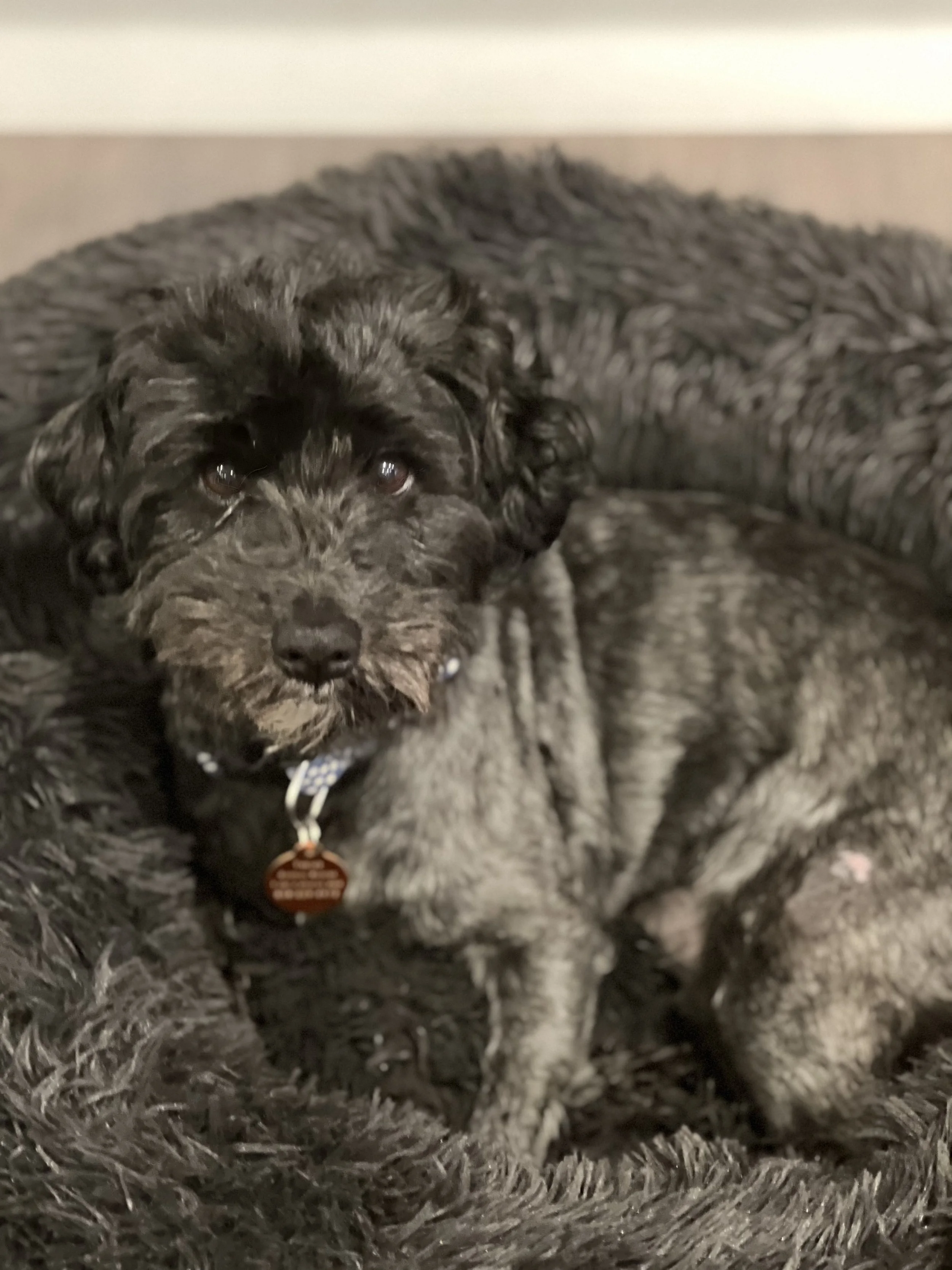 Stephen- Male, 20 lbs. 8 years old.