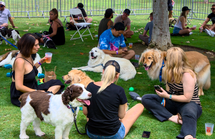 Cardiff Dog Days of Summer