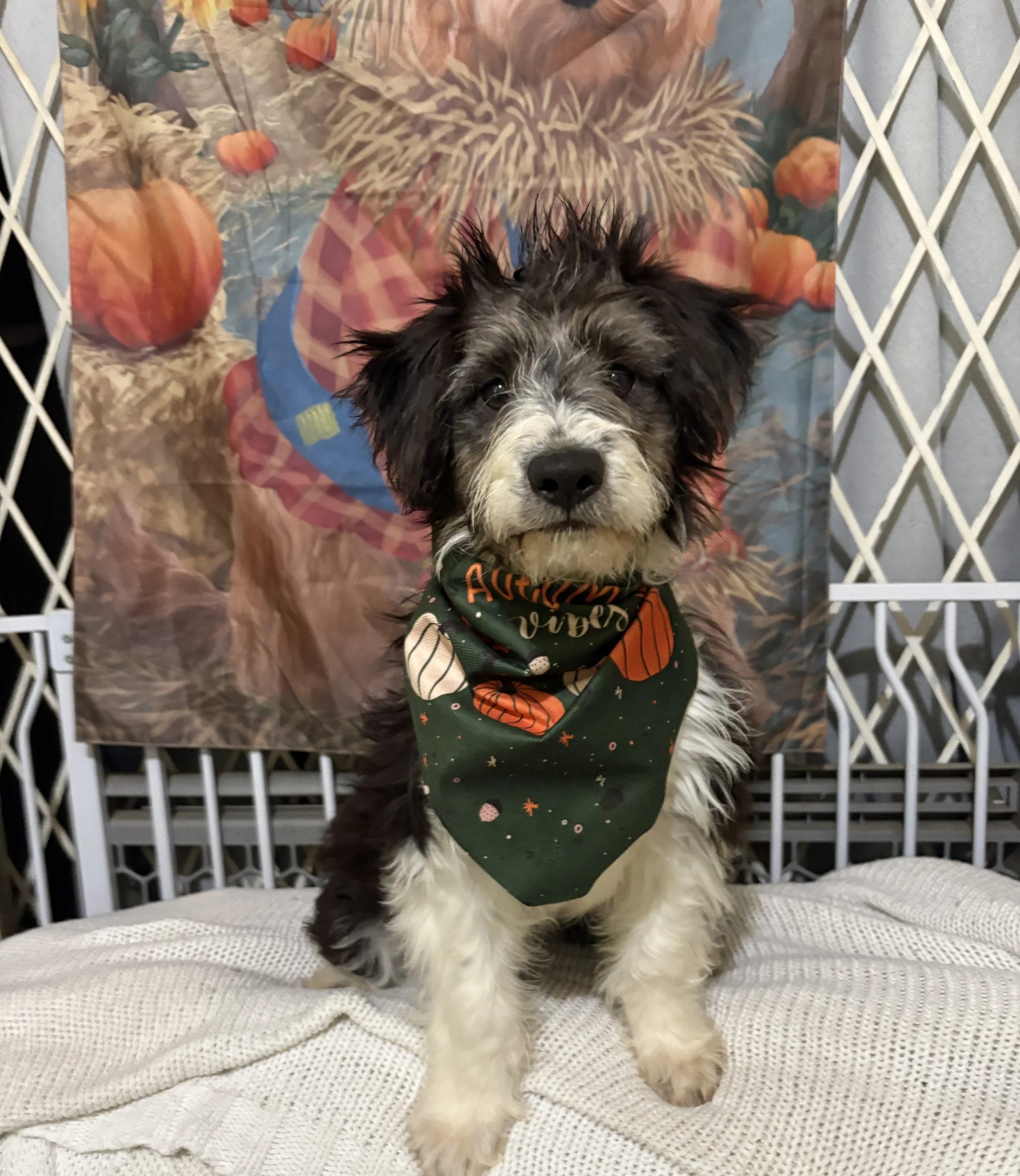 Cashmere &amp; Canines: Shop Cozy, Adopt Cuddly