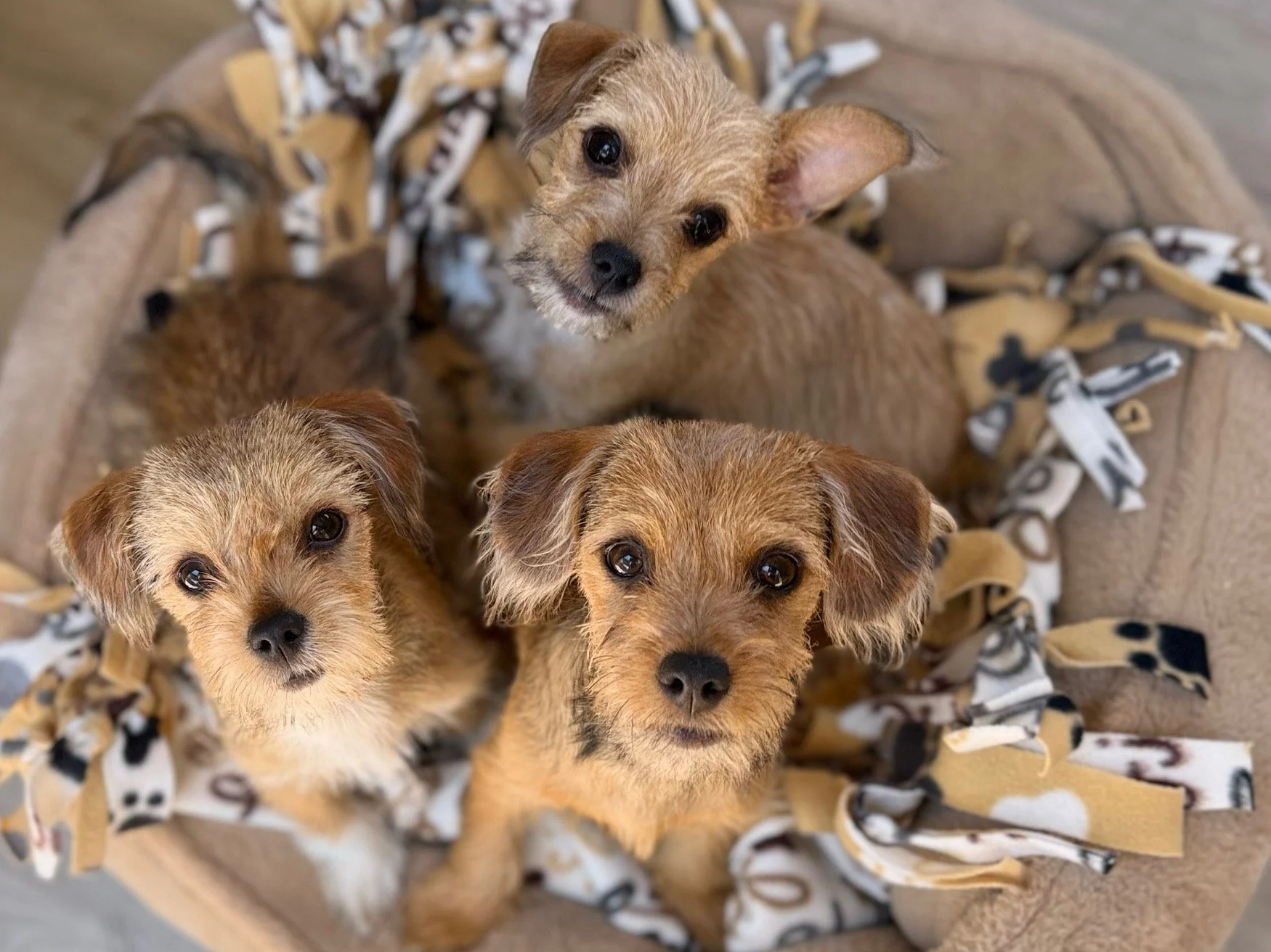 Adoption Pop-Up at Muttropolis!