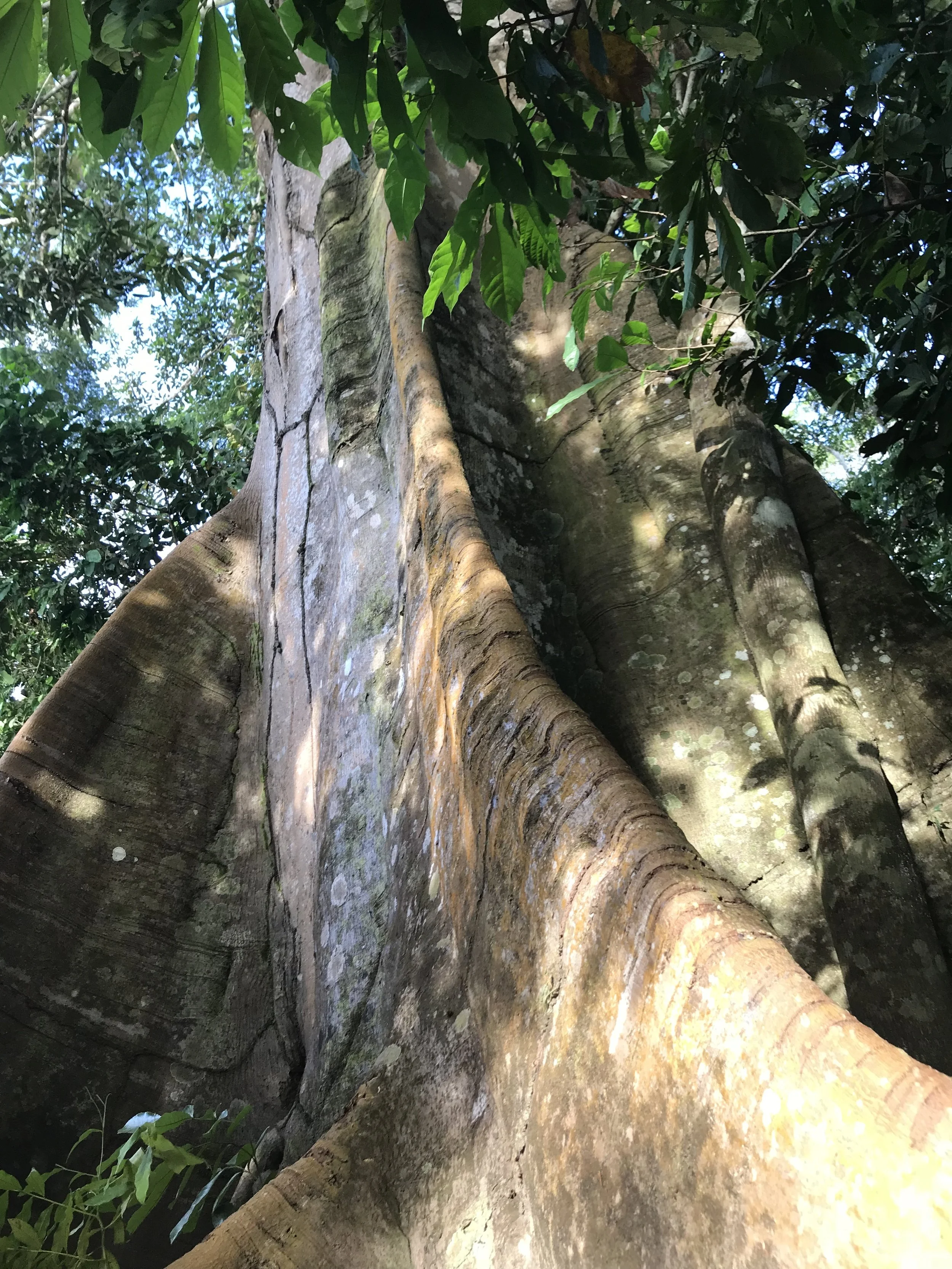 IMG_1204.jpeg