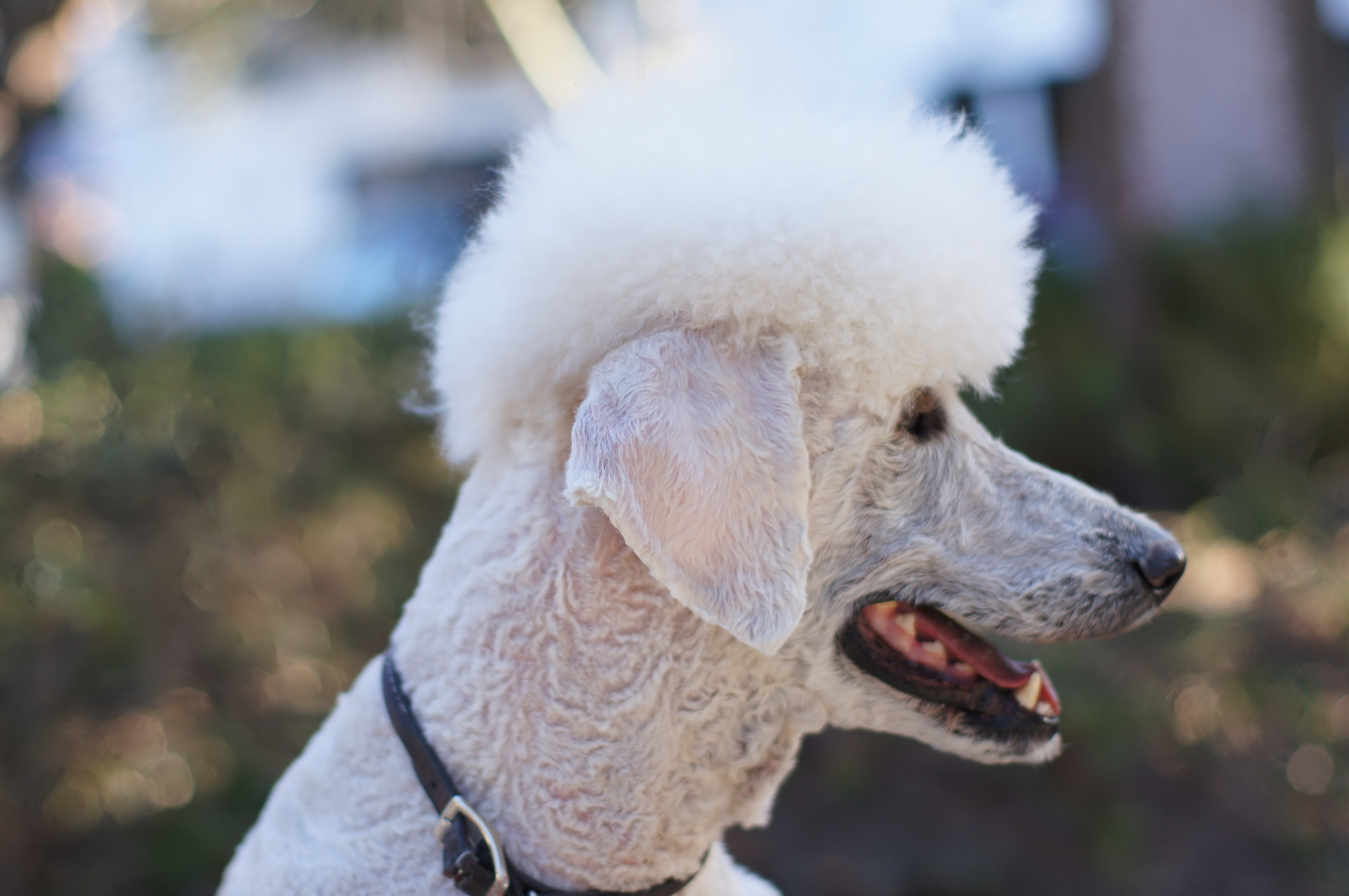  Bobo after being groomed.  2011 