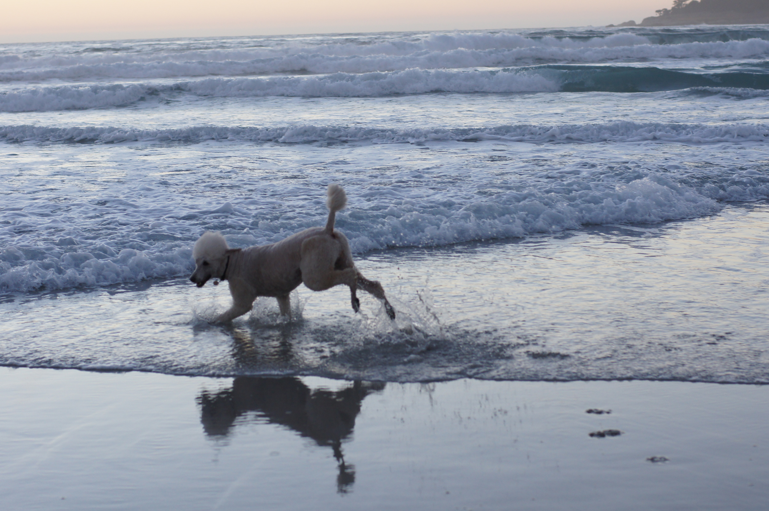  Bobo at Carmel, California, by the Pacific Ocean.  2011 