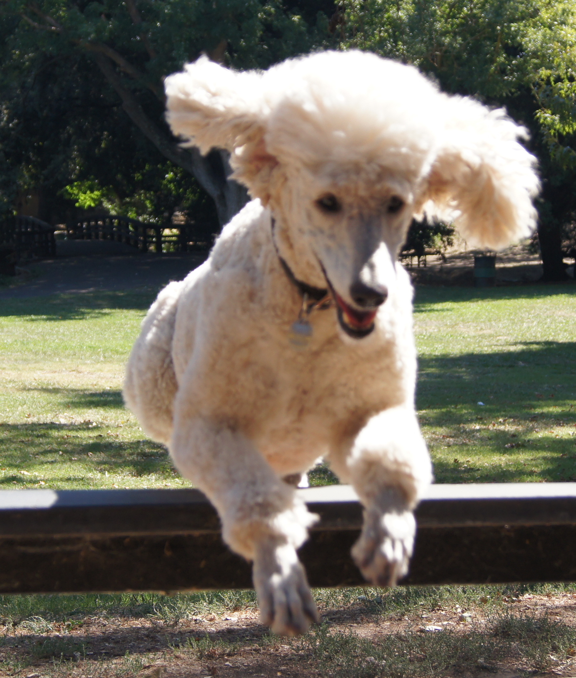  Bobo jumping a fence at the park where I take him everyday.  2010 