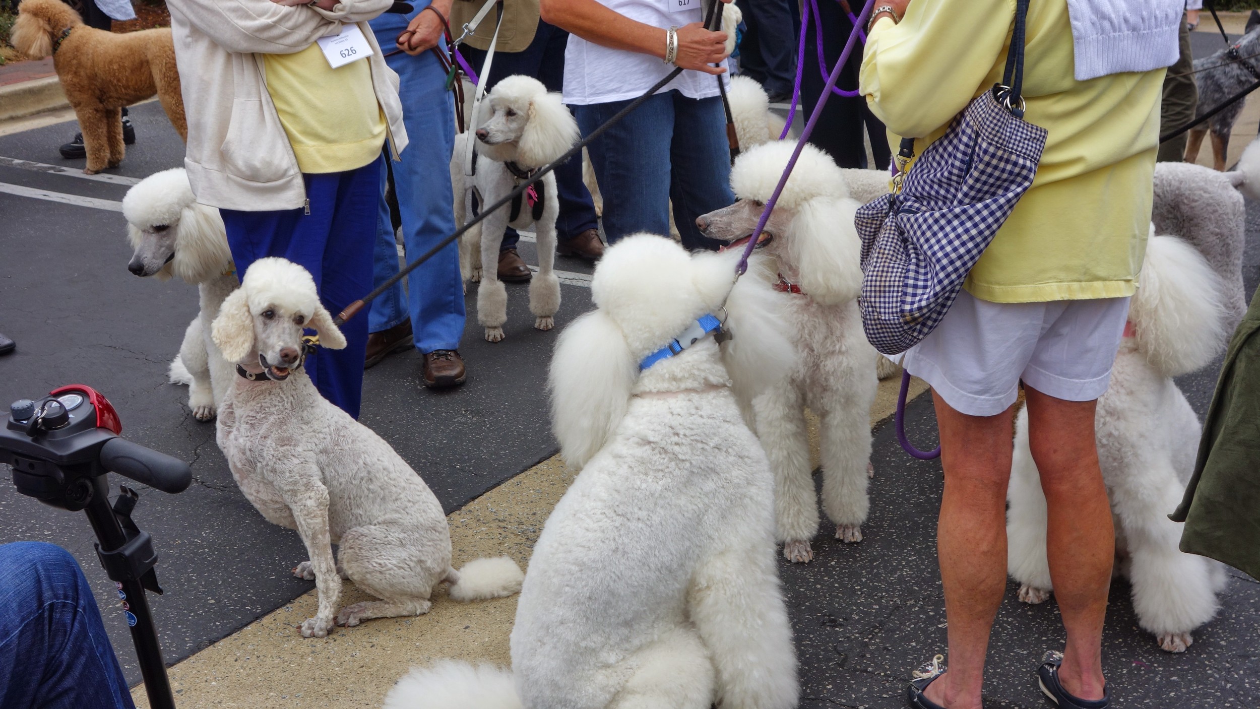  Bobo clones&nbsp;at an insane poodle parade in Carmel, California. &nbsp;  9/2014 