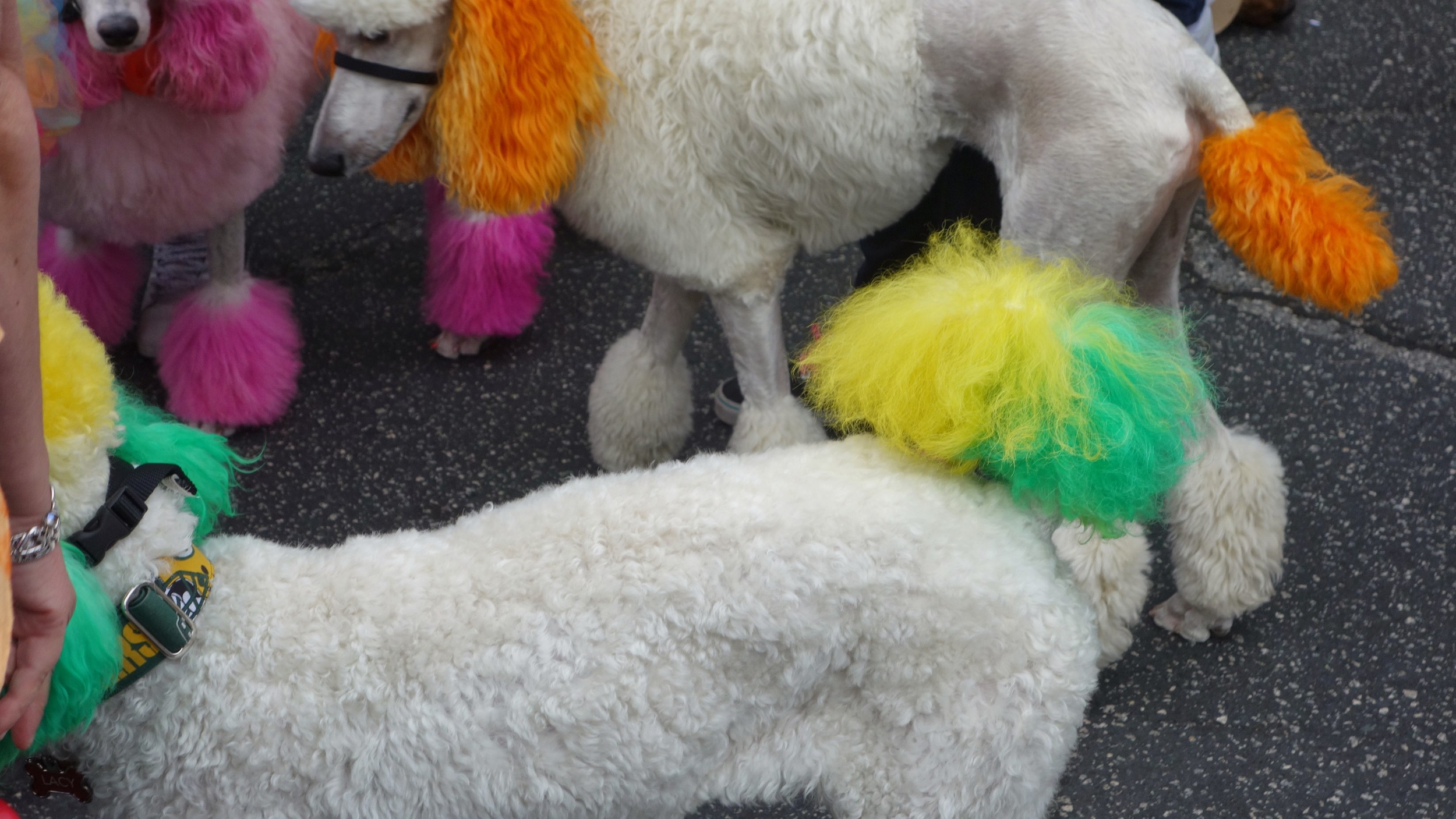  9/2014, Carmel California, Poodle parade! 