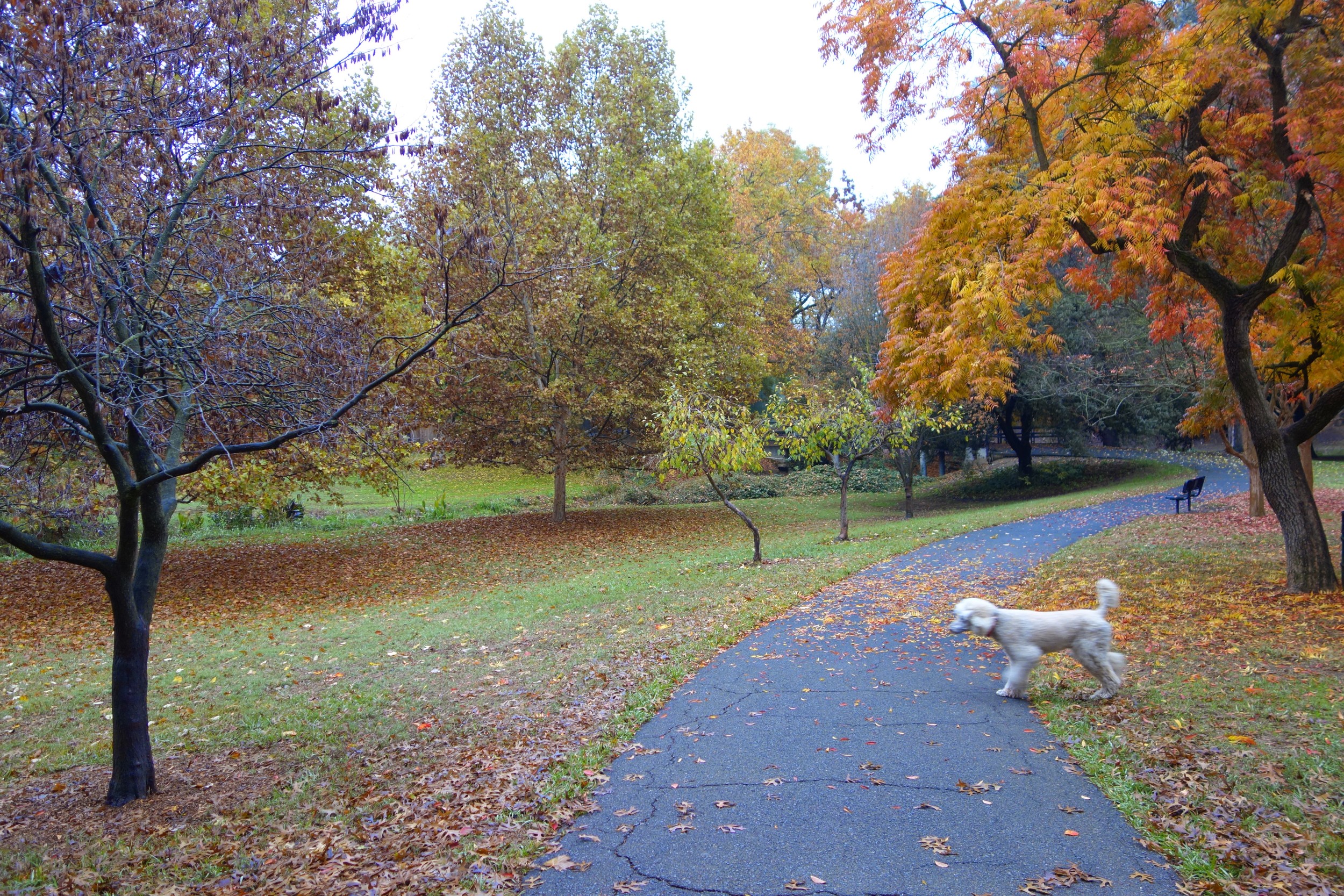  Bobo at the park, fall 2014. 