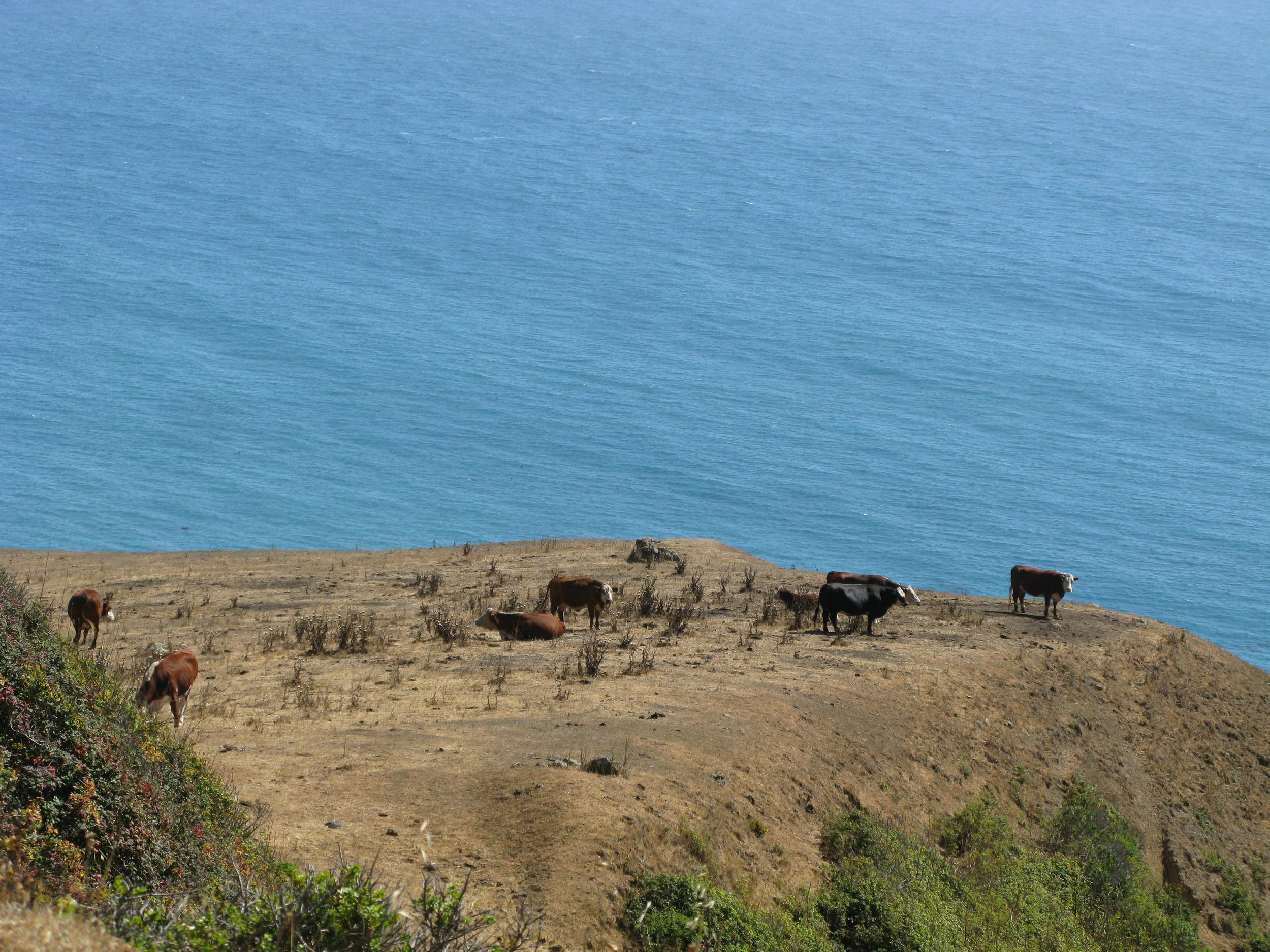  Cows by the Pacific Ocean. 