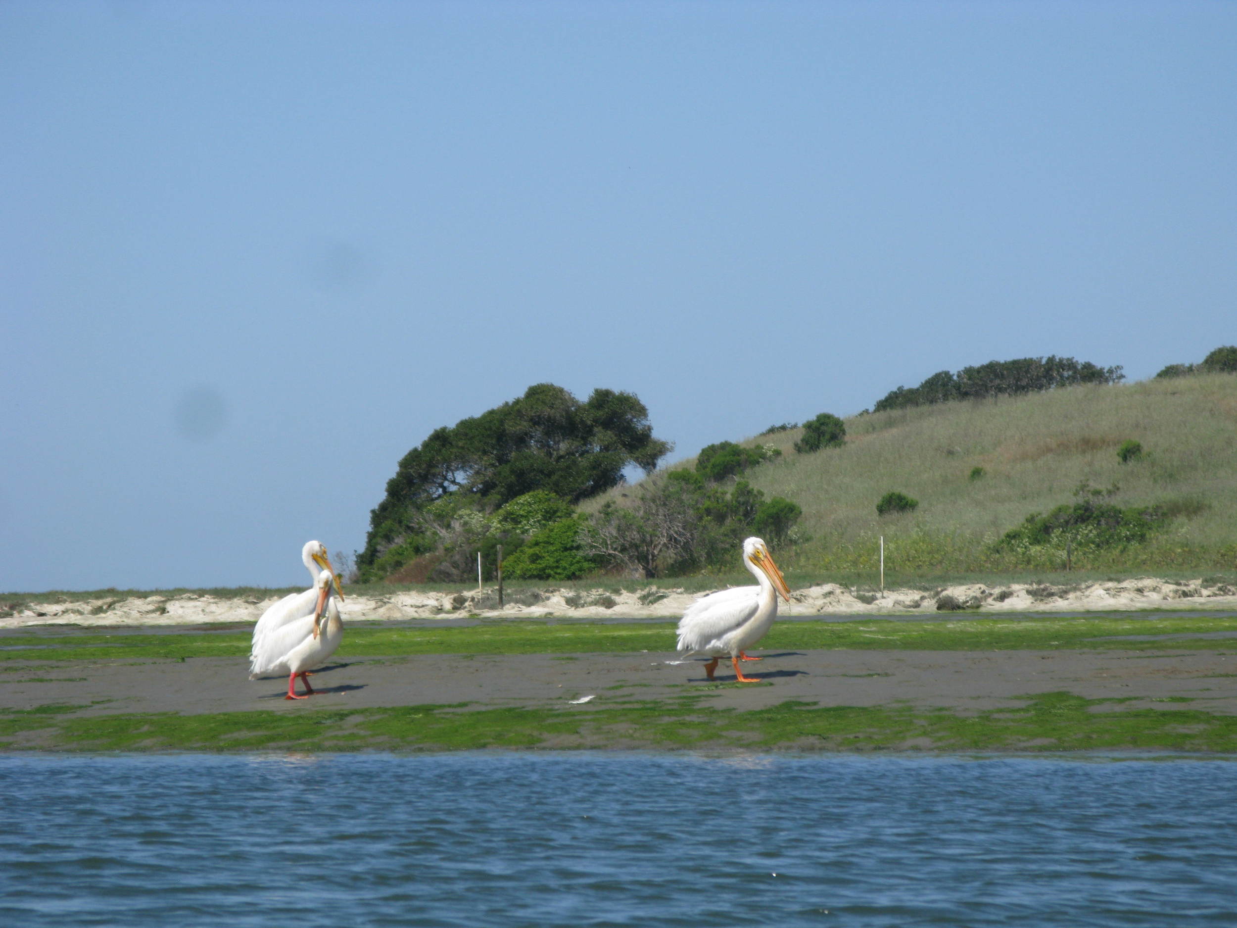  Pelicans around Carmel, California. 