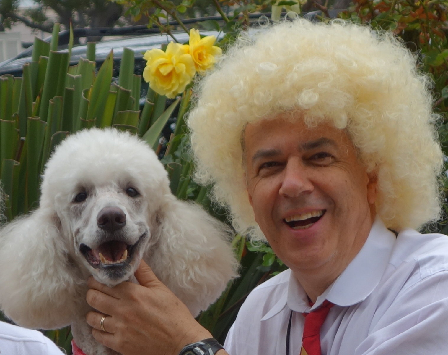  9/2014, Bobo and me in&nbsp;Carmel California, Poodle parade! 