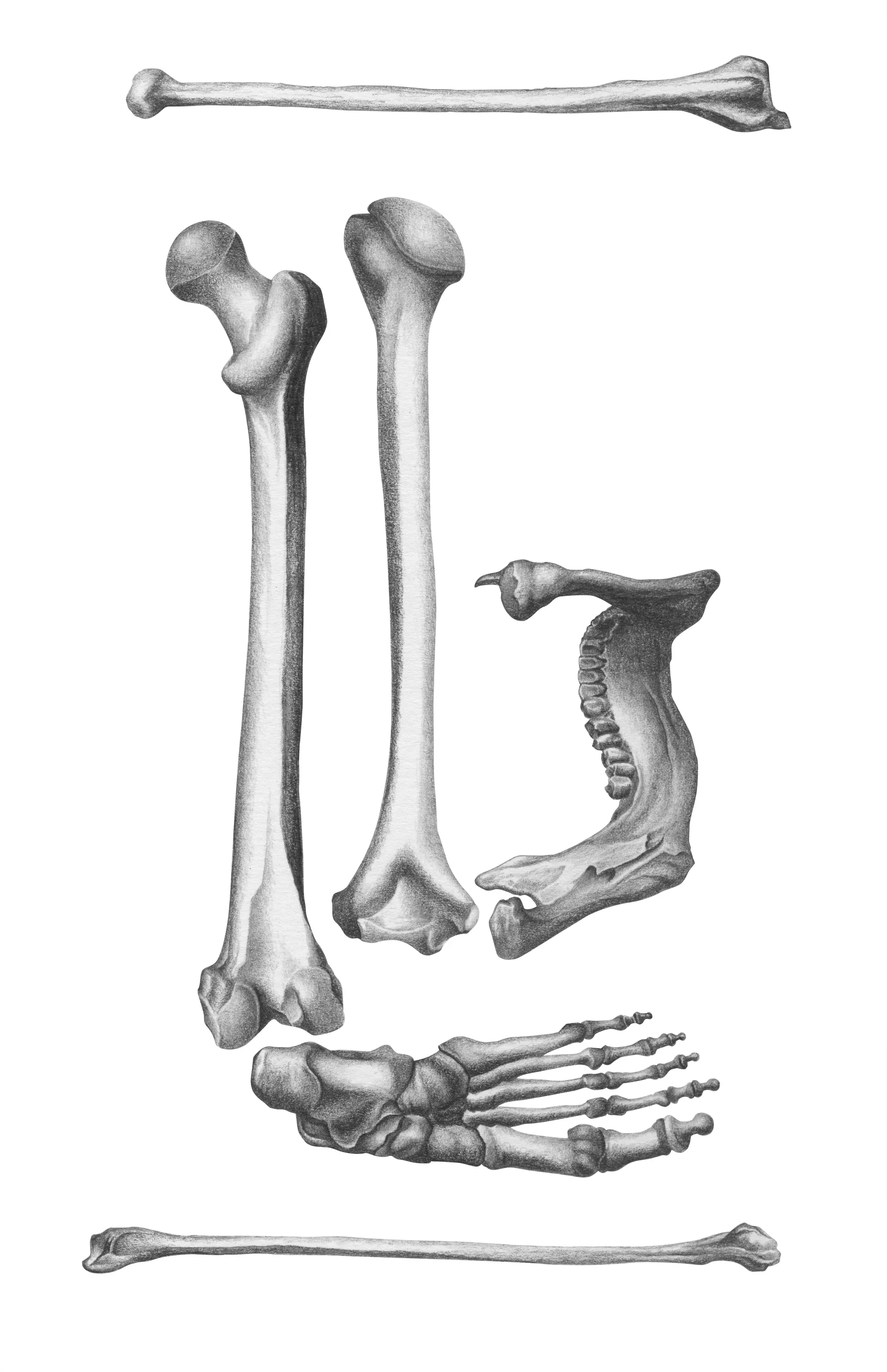 LB_Bones.jpg