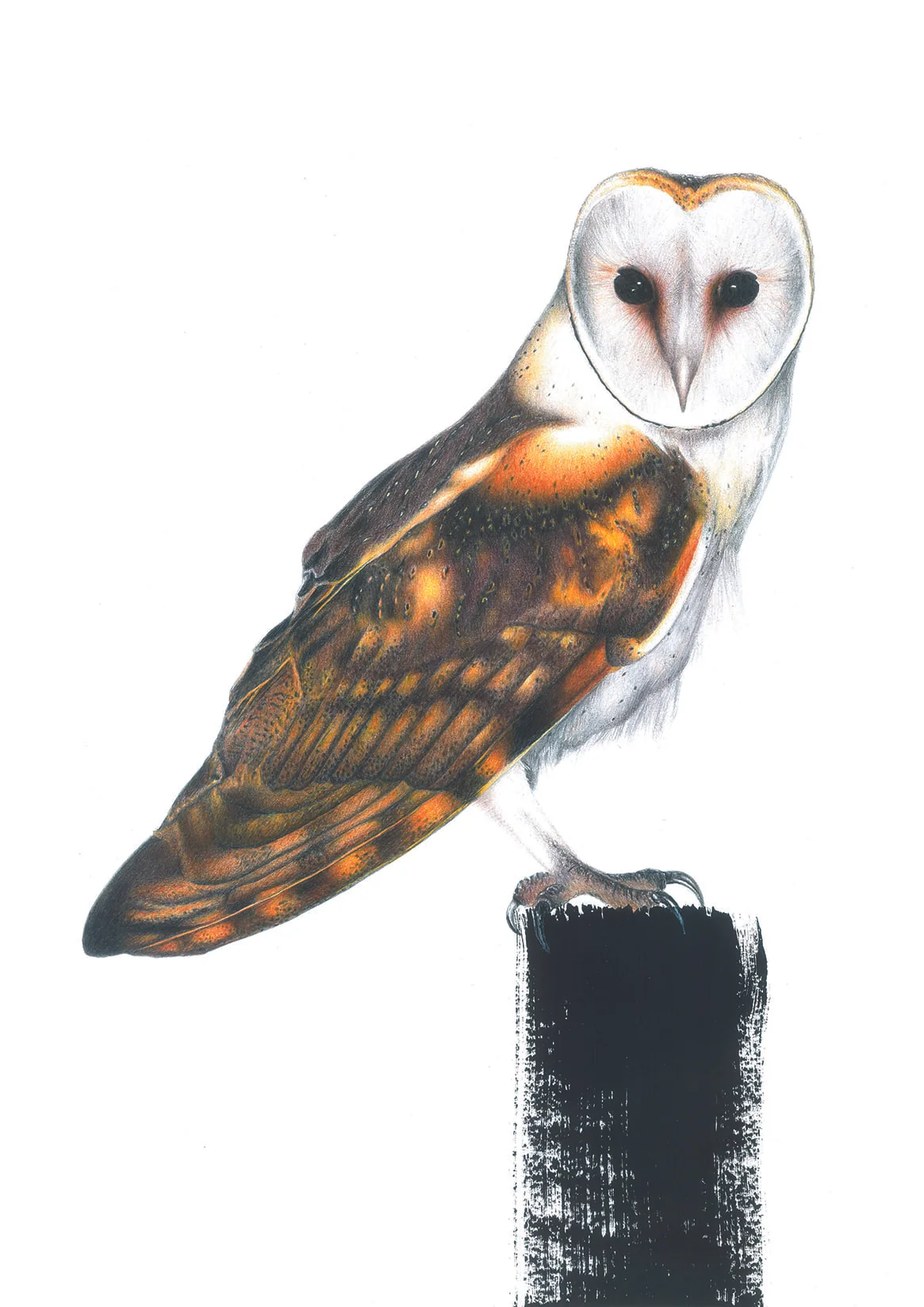LB_Owl_A2_ART.jpg