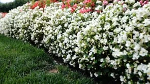 Mary & Ronnie Day_Highlight