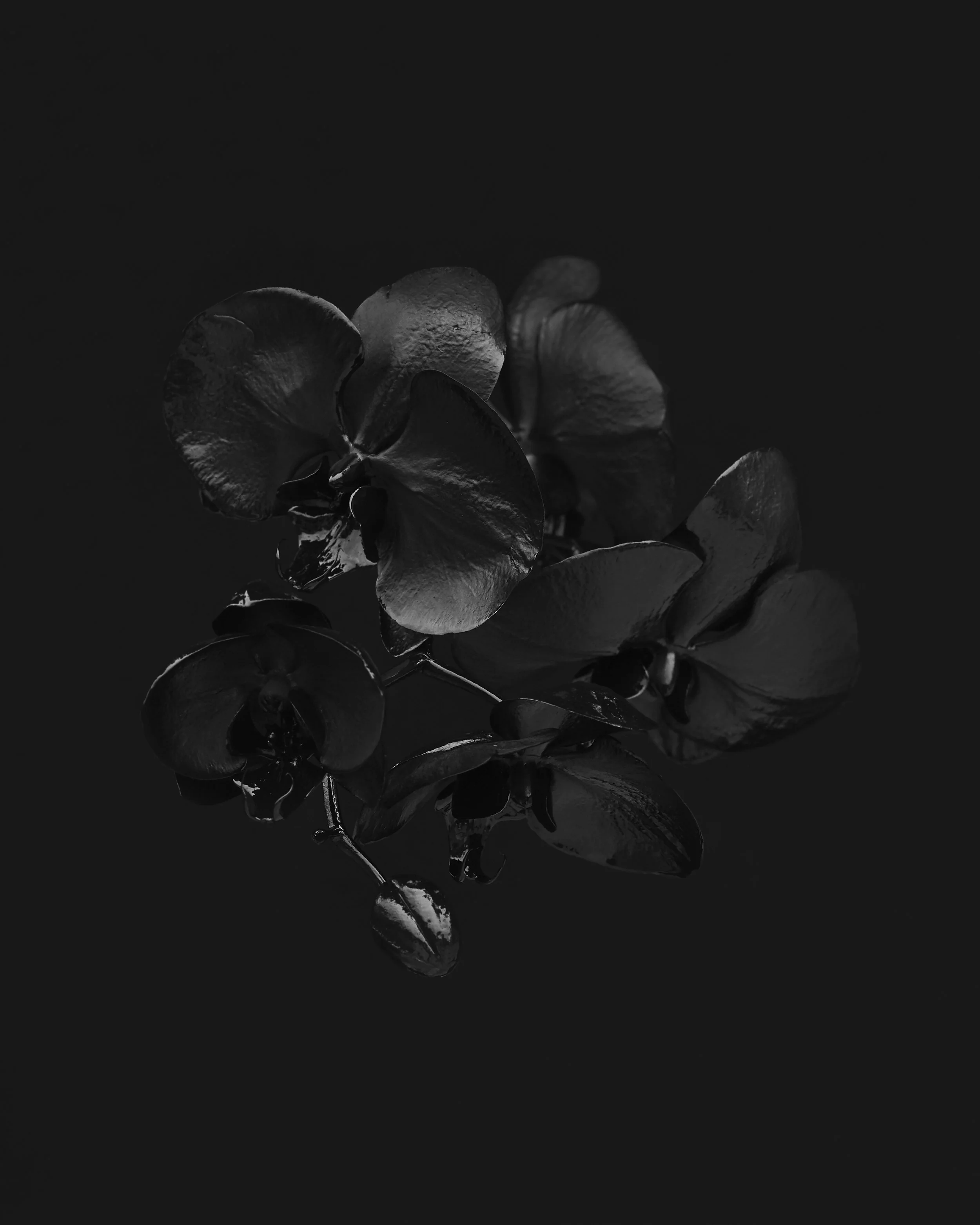 BLACK ON BLACK_01.jpg