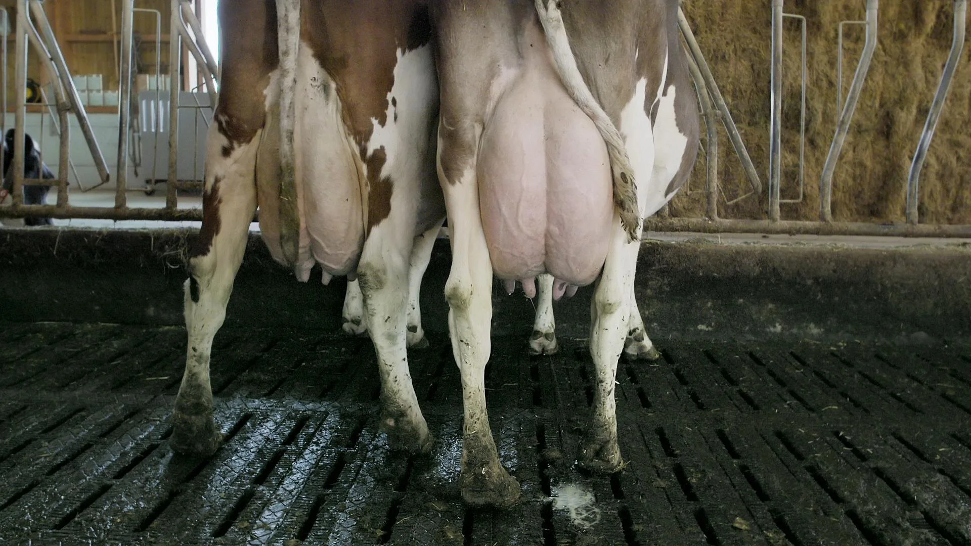 Eröffnungsfilm Luzern