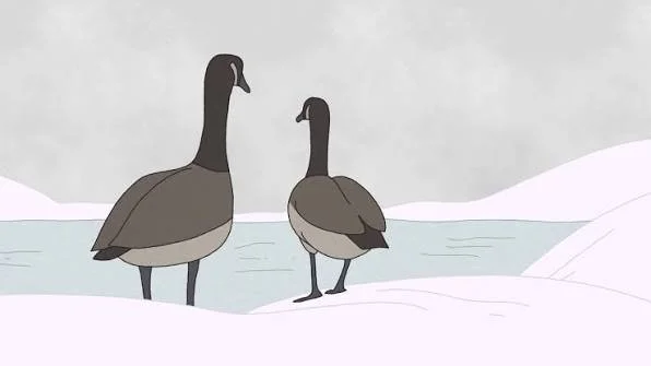 image of two Canadian geese