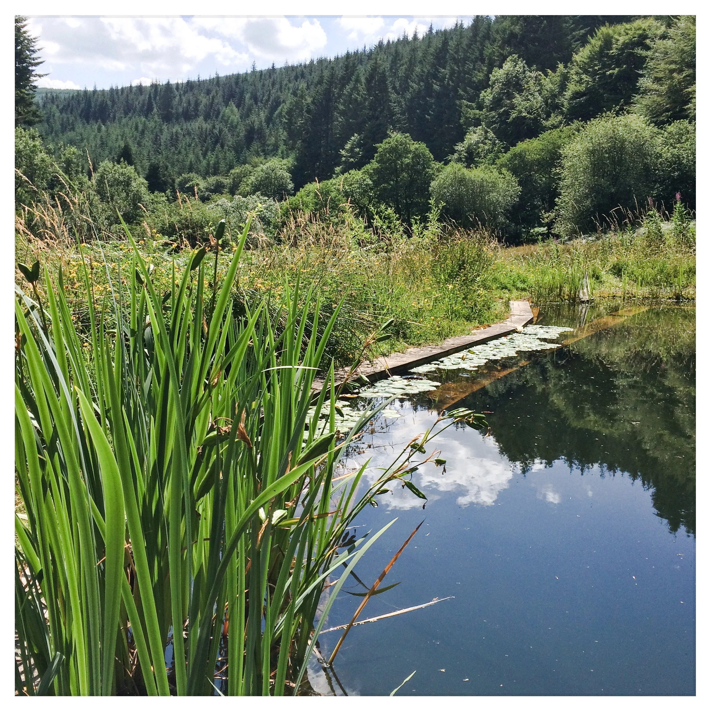 Inspiring views from the wild swimming pool at Nant y Bedd.