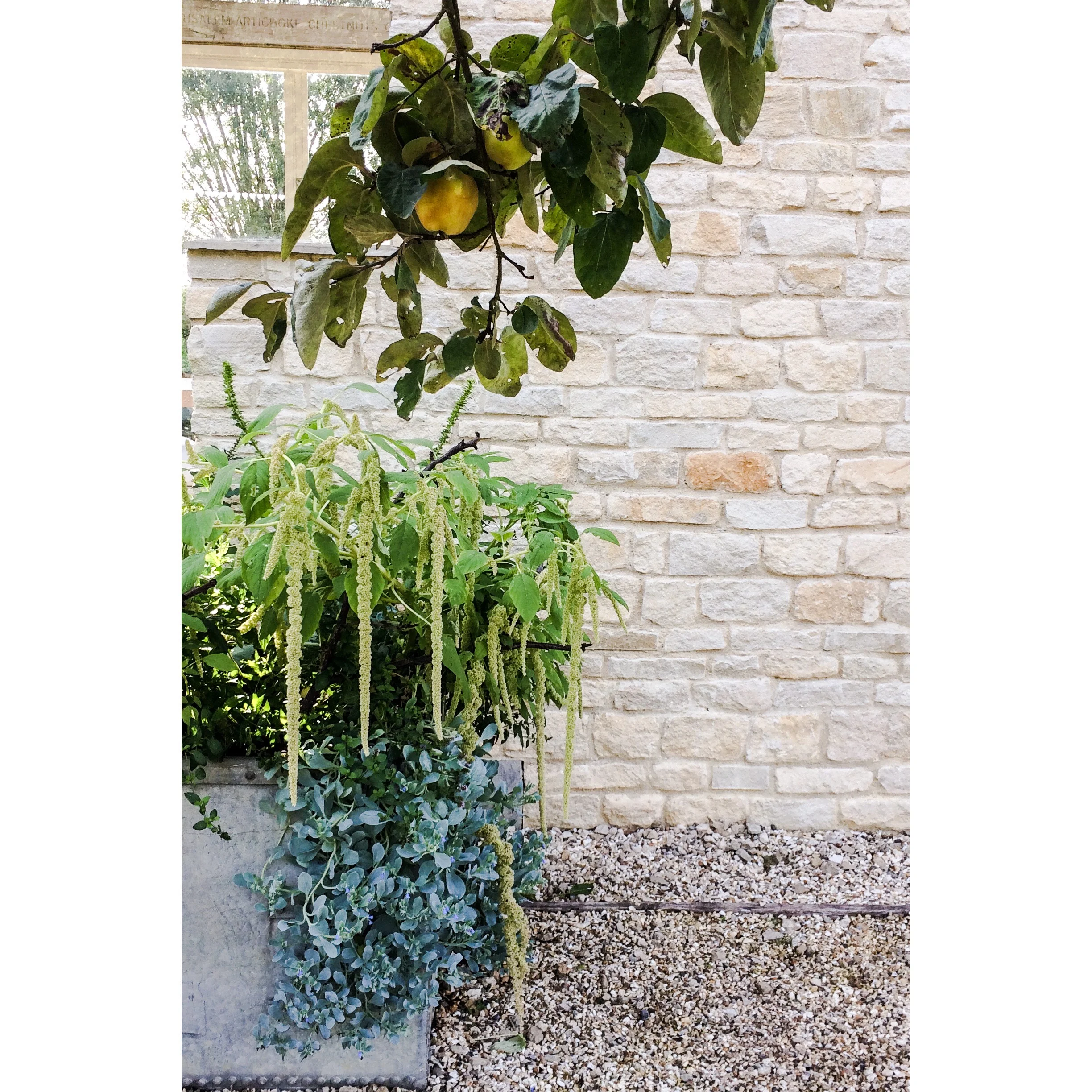 Pear Tree, exterior of the Chelsea Garden Room, Daylesford, August.