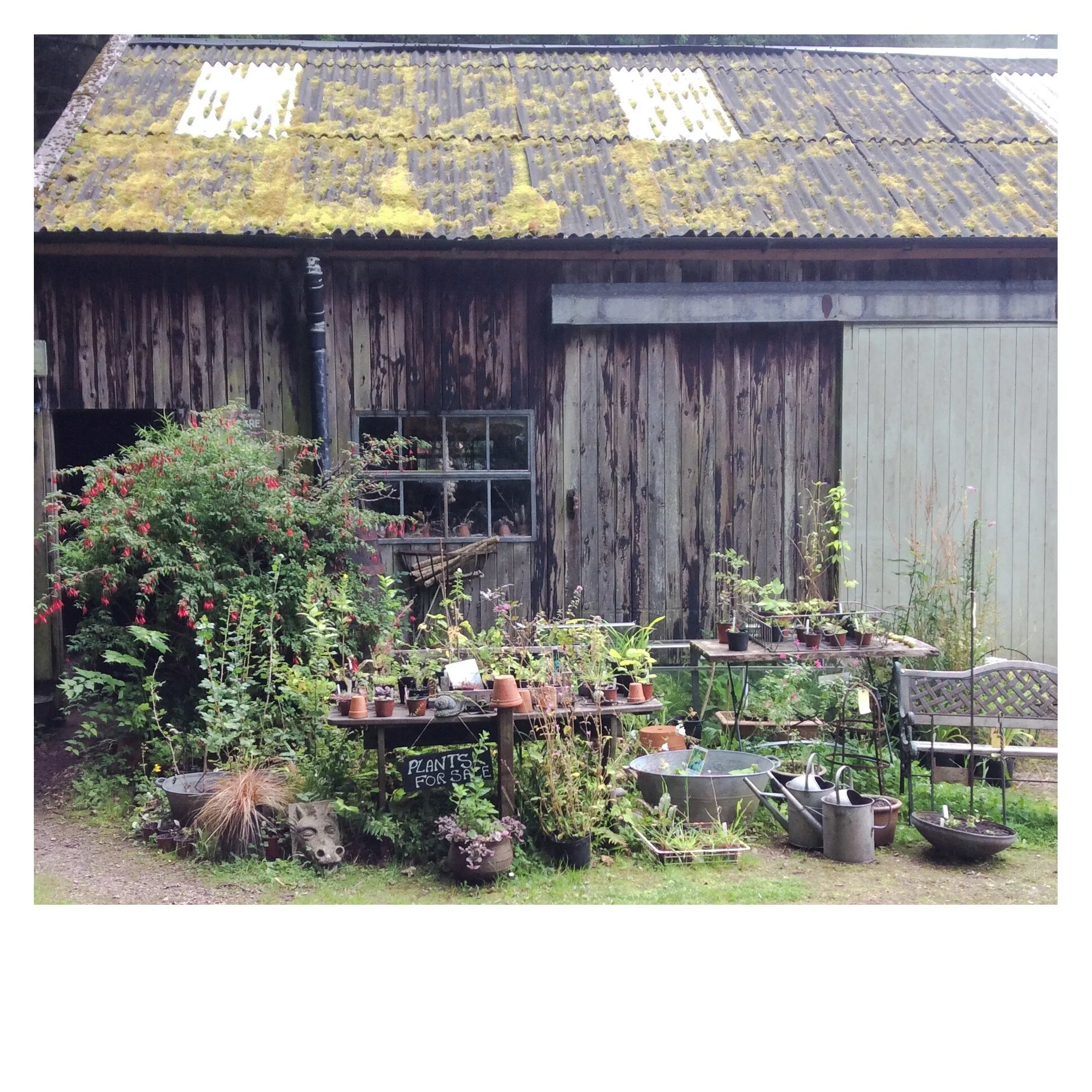 The Potting Shed, Nant y Bedd. August 2019.