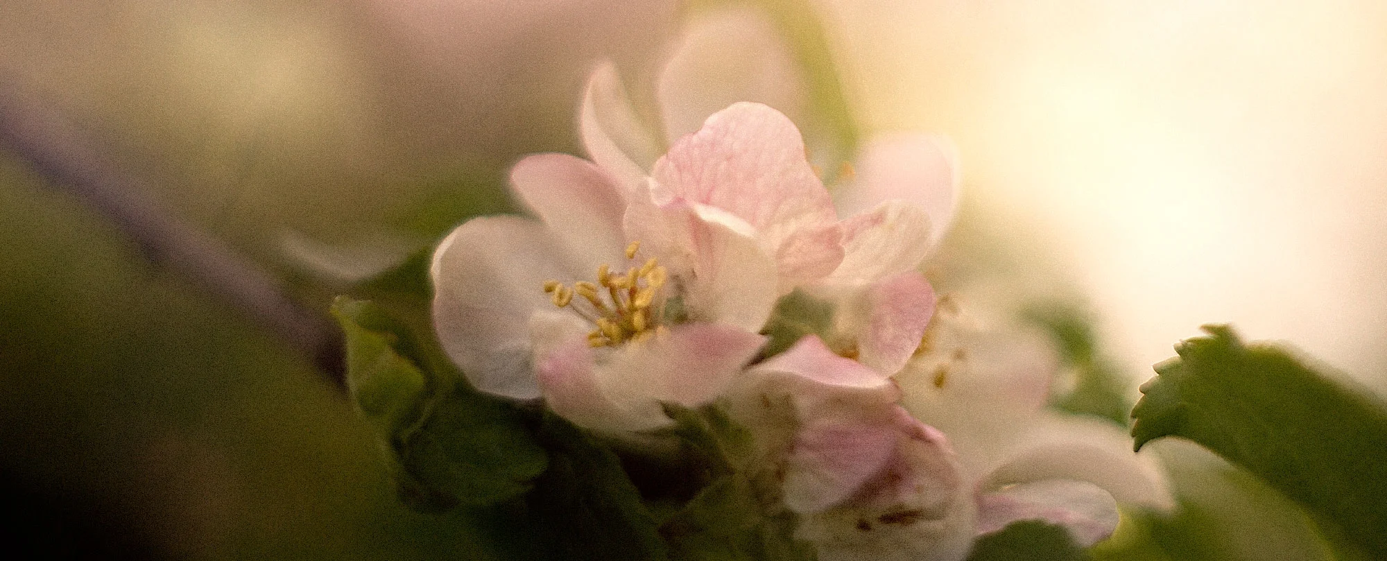 flower.jpg
