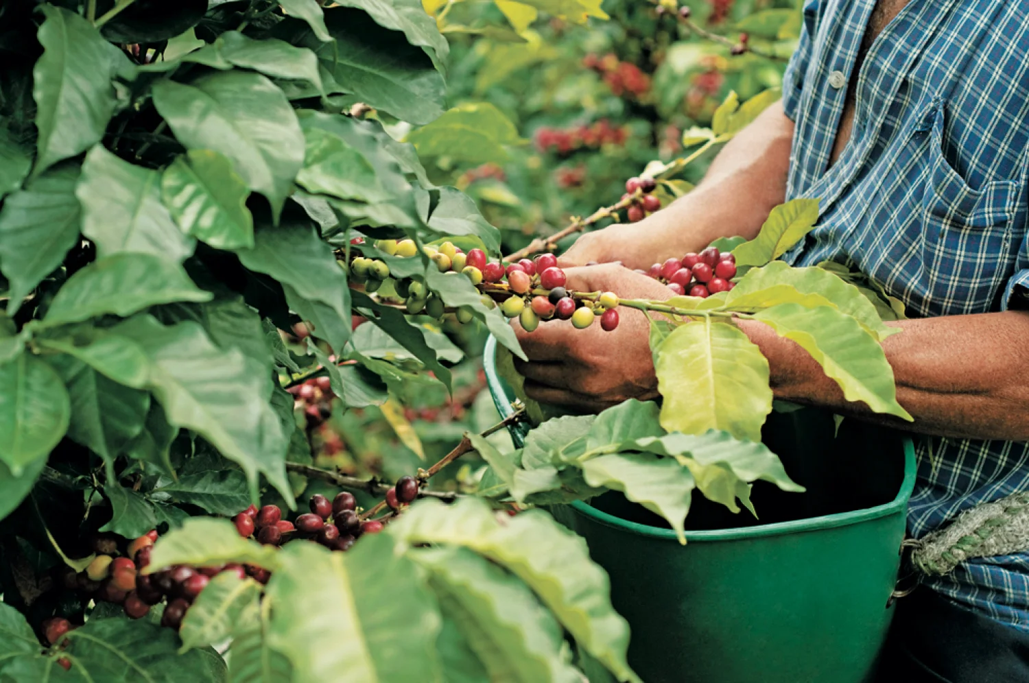 picking cherries.jpeg
