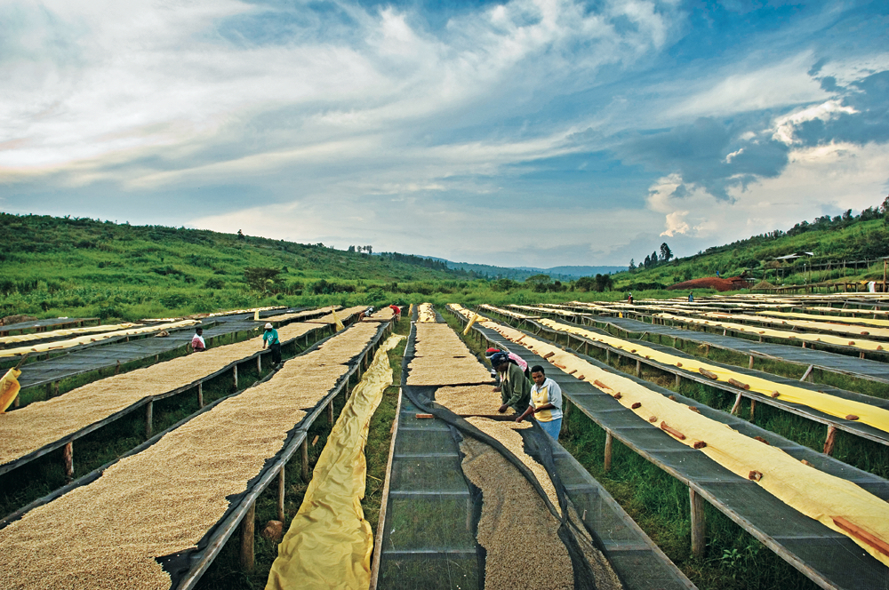 Drying beds.jpeg