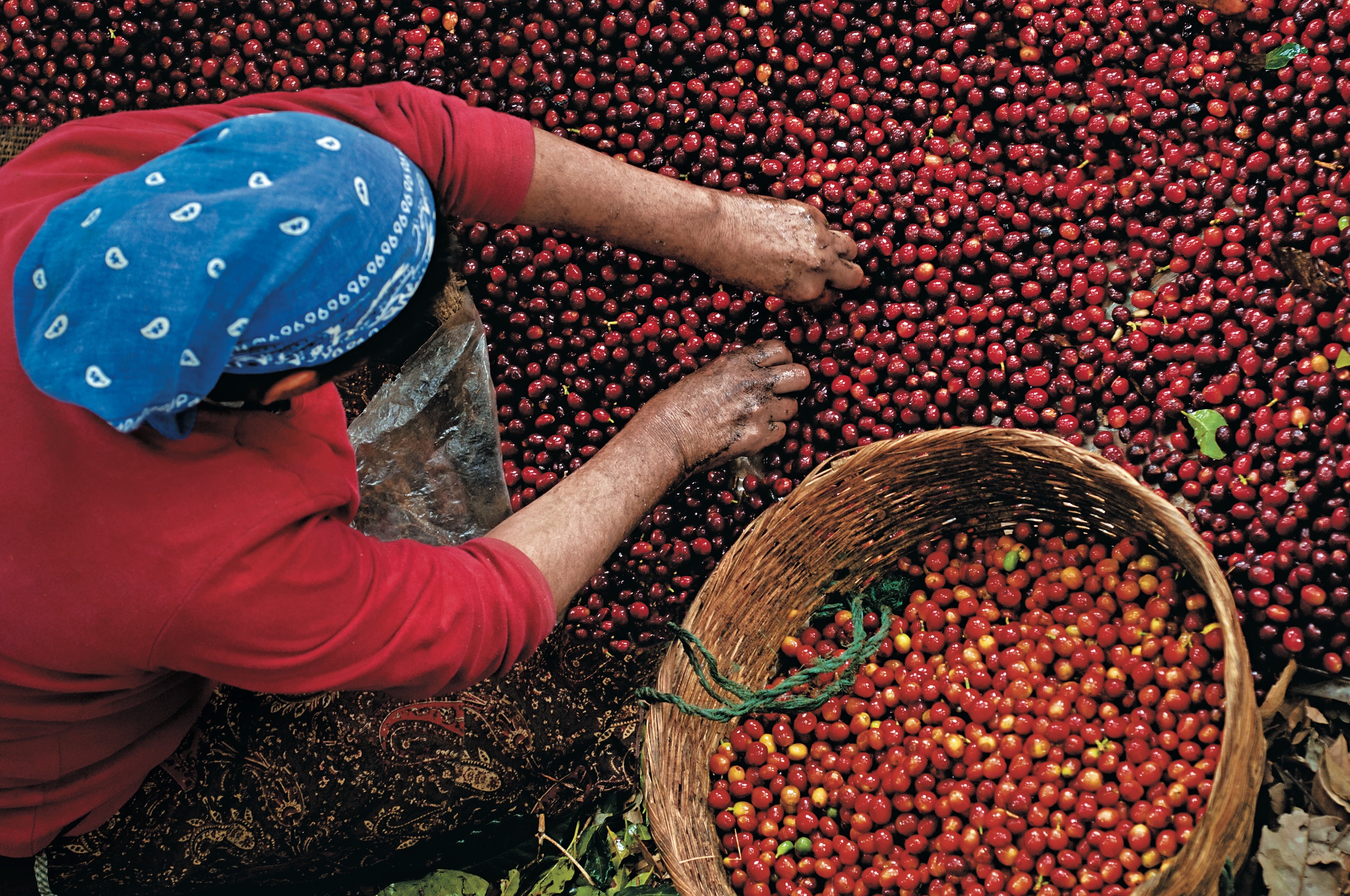 Sorting ripe cherries.jpeg