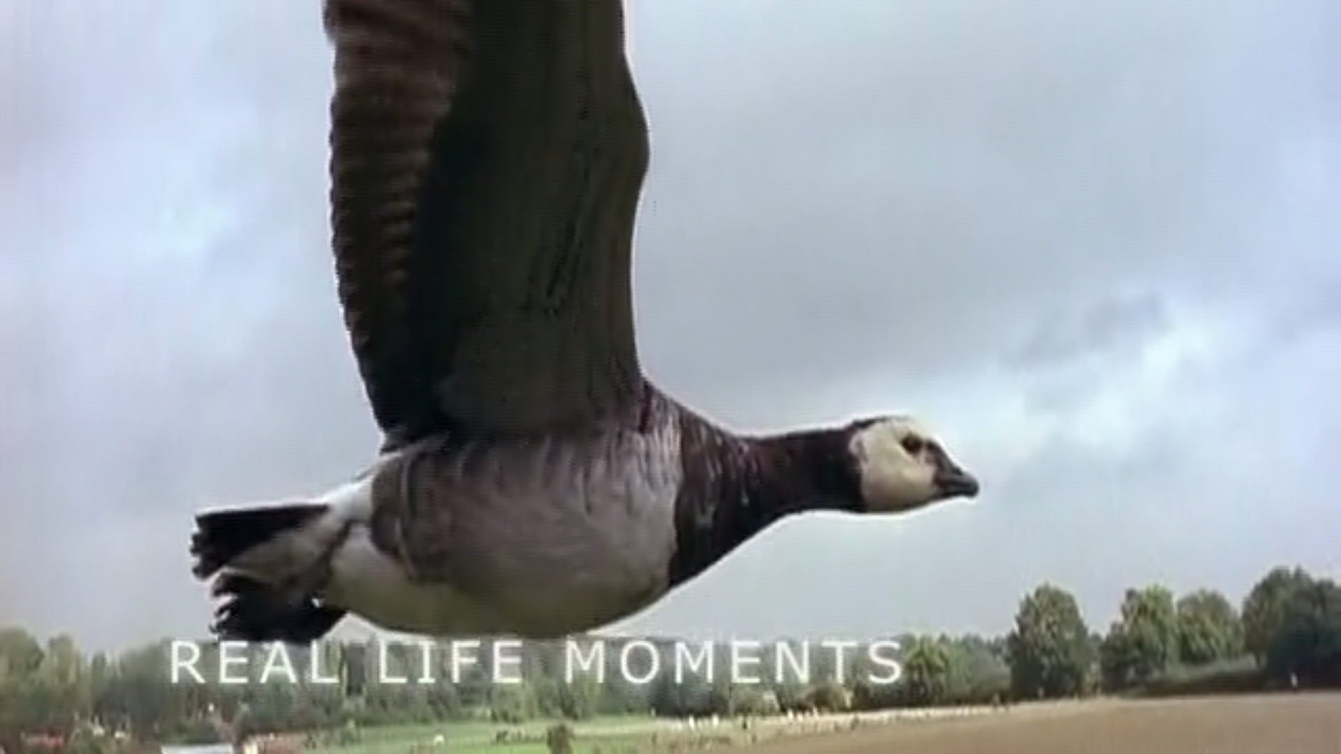 Absolutely Wild Visuals