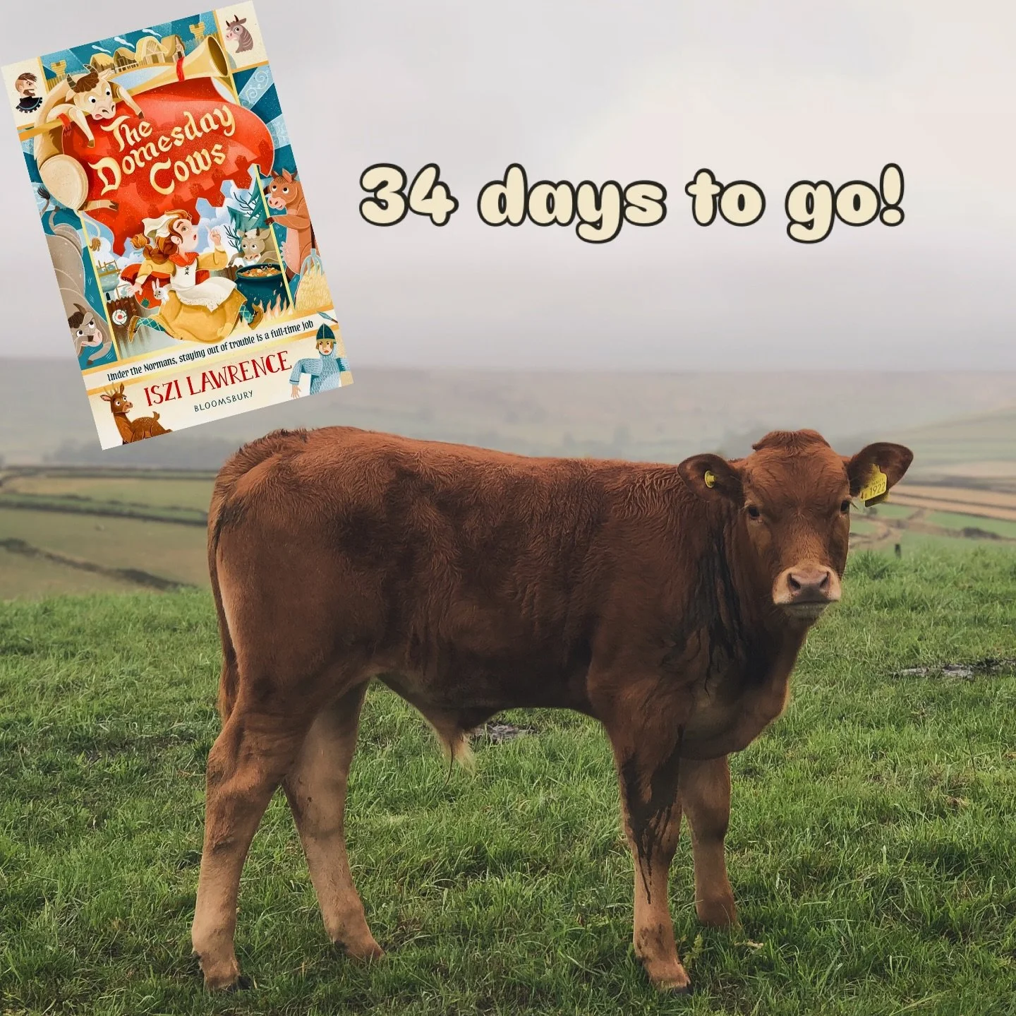 The Domesday Cows are coming! Moo! Out on 1st Jan @bloomsburychildrens pre-order yours @fourbearsbooks or your favourite bookshop/internet place now!

Historically accurate #childrensfiction set during the writing of the #domesdaybook in #hawarden ne