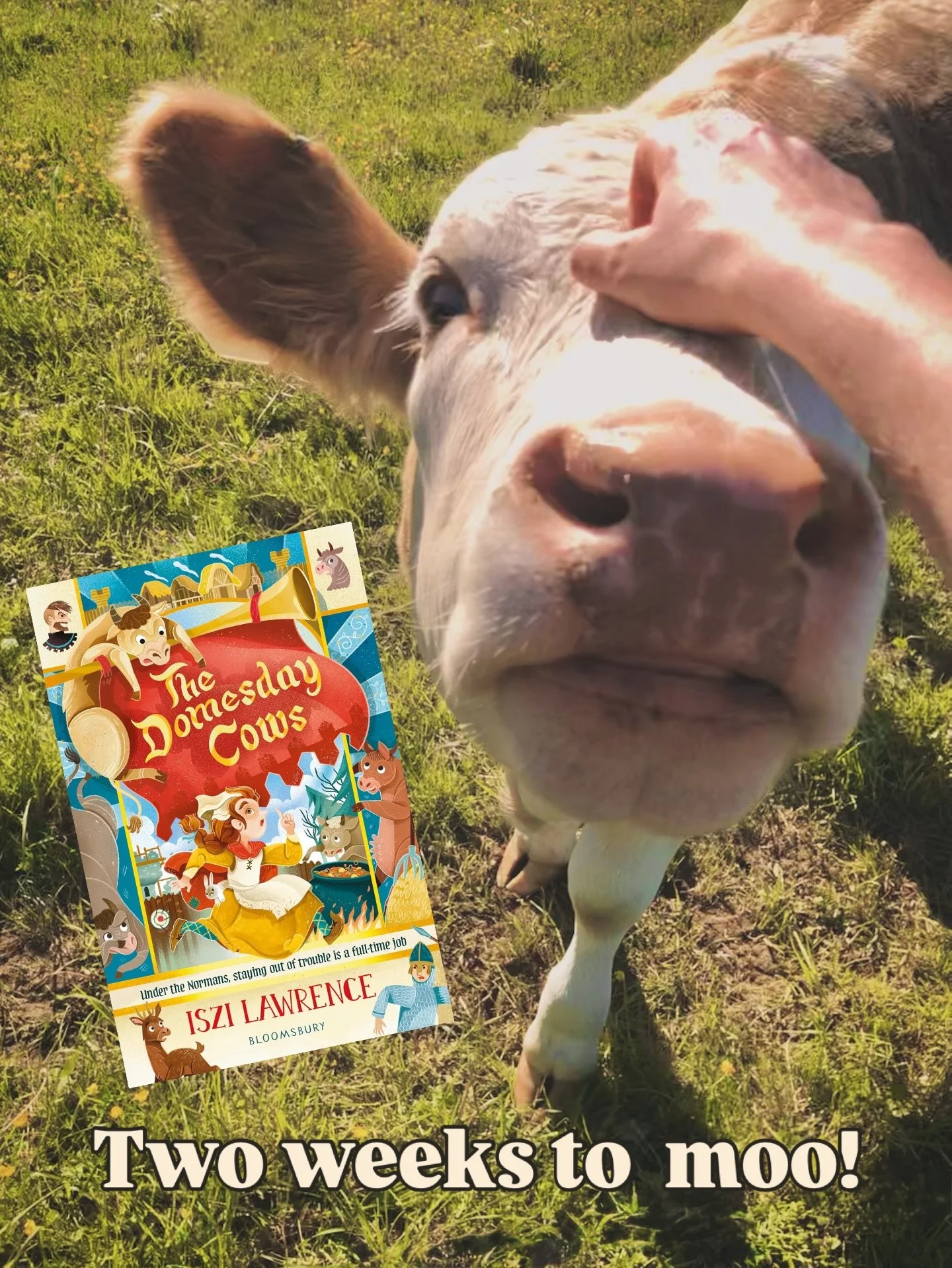 The Domesday Cows! Anglo-Saxons! Normans! Cowpats! #historicalfiction for 9-12 year olds with real events, people and #history&hellip; and a Welsh 🏴󠁧󠁢󠁷󠁬󠁳󠁿 king 👑 ! Set in Chester. Out January 1st preorder from your fave bookshops or follow 🔗