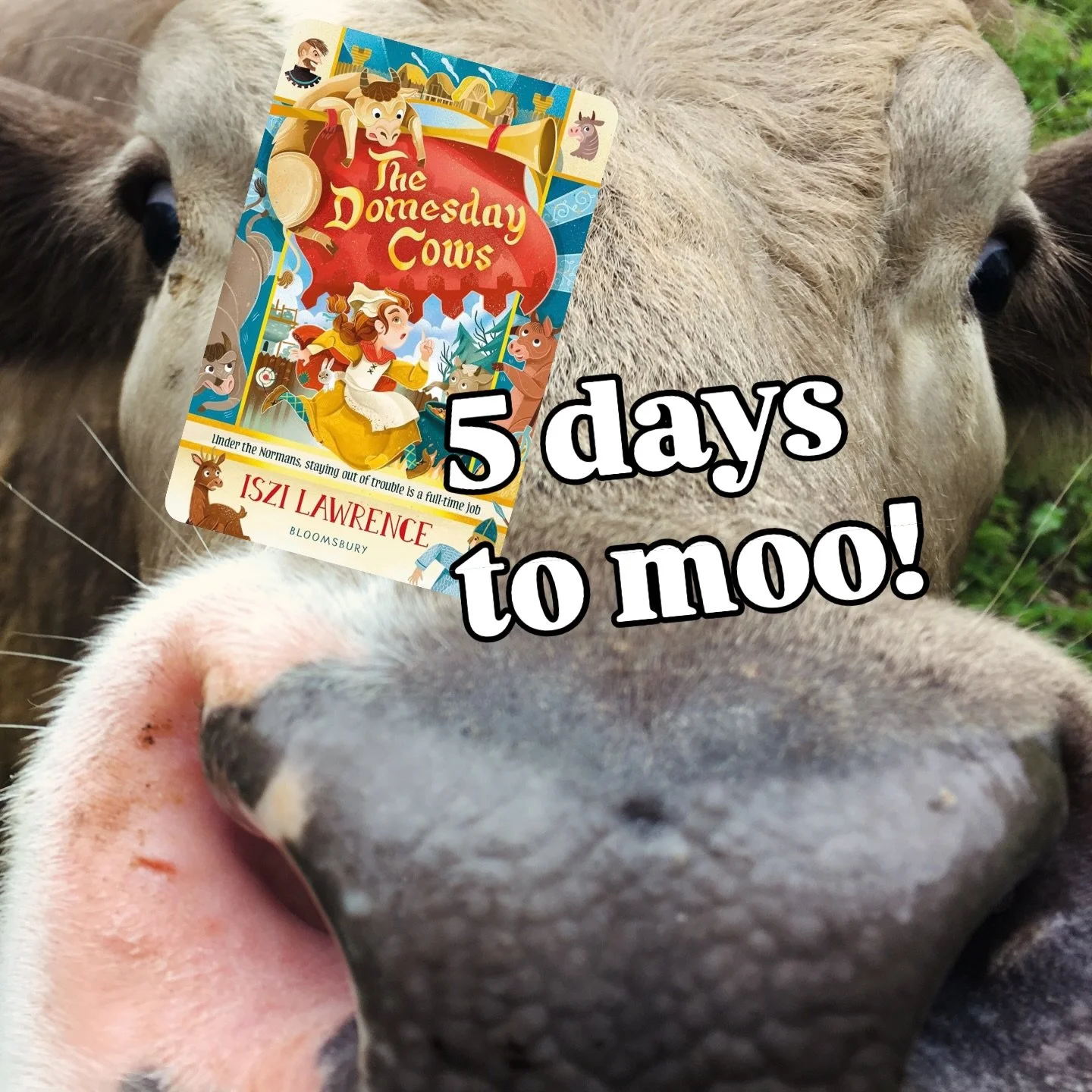 The Domesday Cows! Can Nora hide her cows from the nasty Normans? And what will happen to the king trapped in Chester castle? Out on 1st Jan real #history many cows 🐄 

#Ks2 #kidslit #kidshistorybooks #anglosaxon