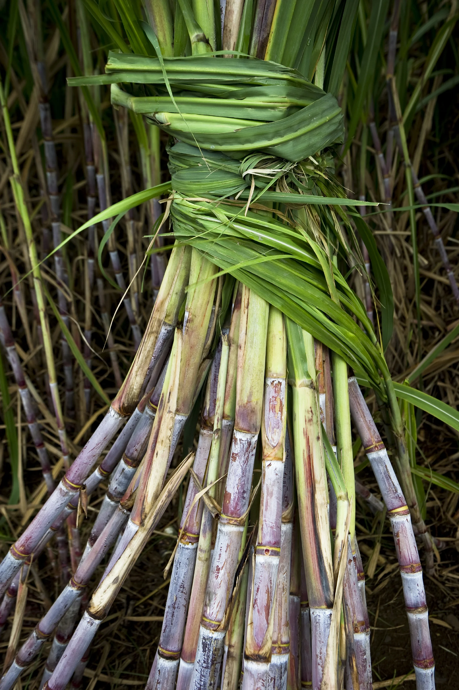 Nordic Walking in Lenzerheide