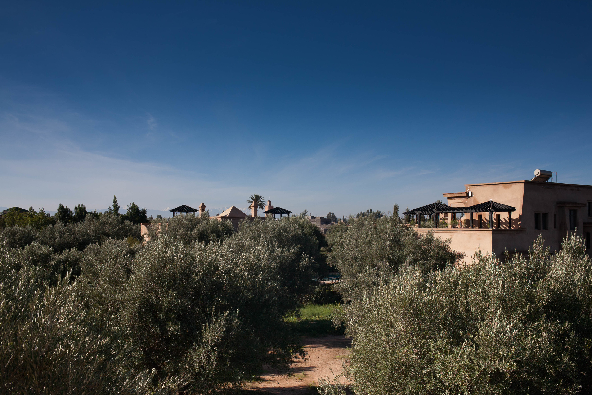 Peacock Pavilions boutique hotel in Marrakech, Morocco – Design by M. Montague - Olive Trees