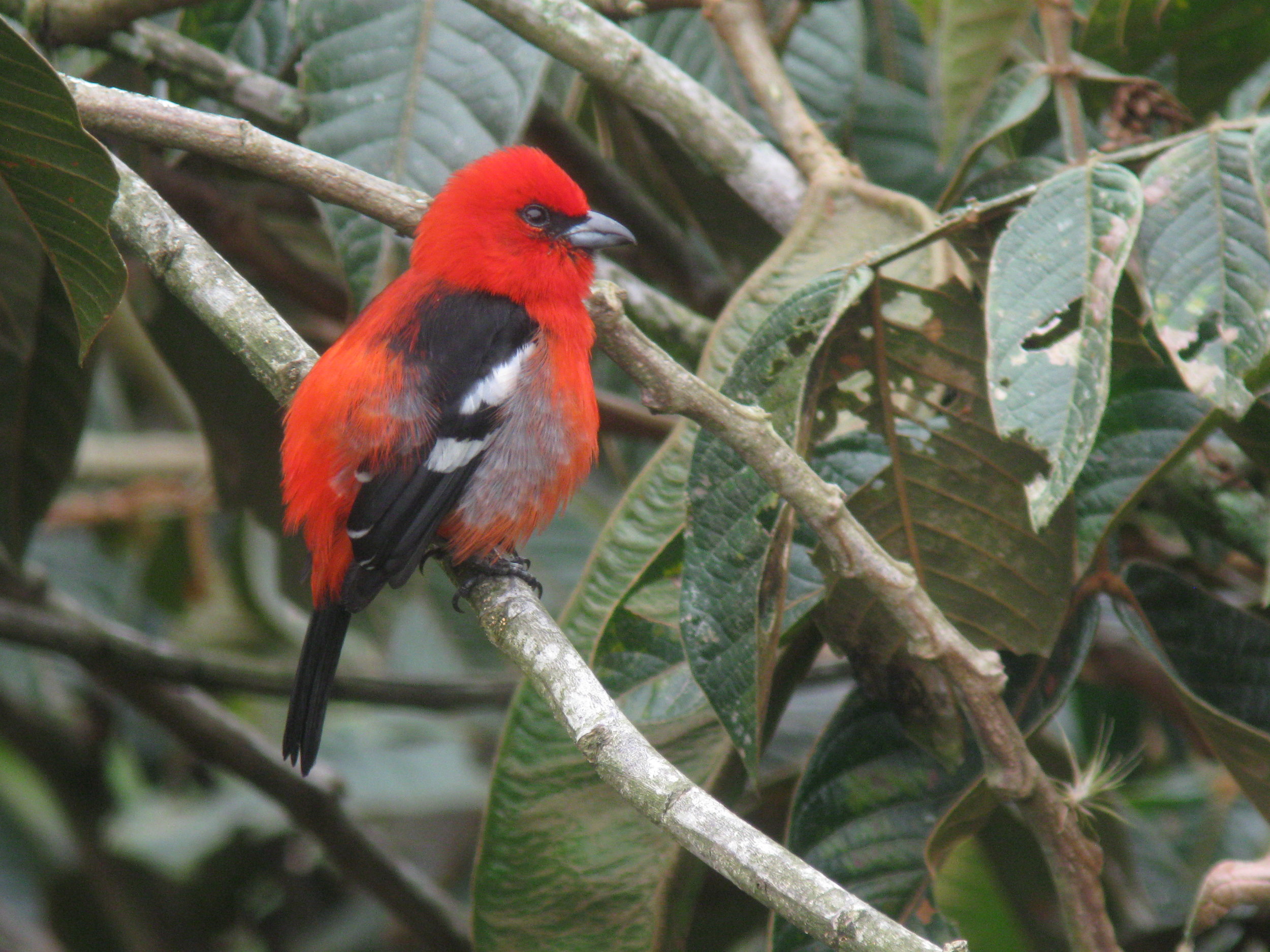 White-winged Tanager male.JPG