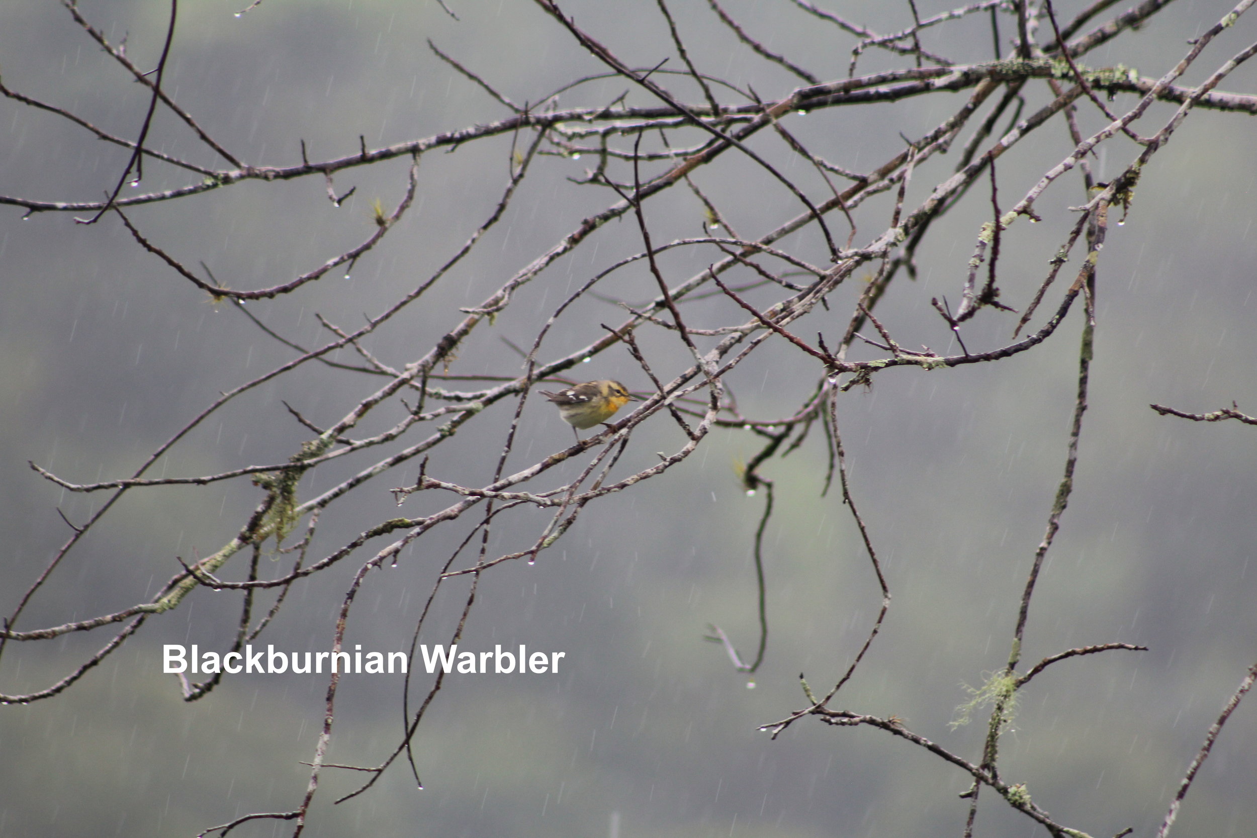 blackburnian warbler.JPG
