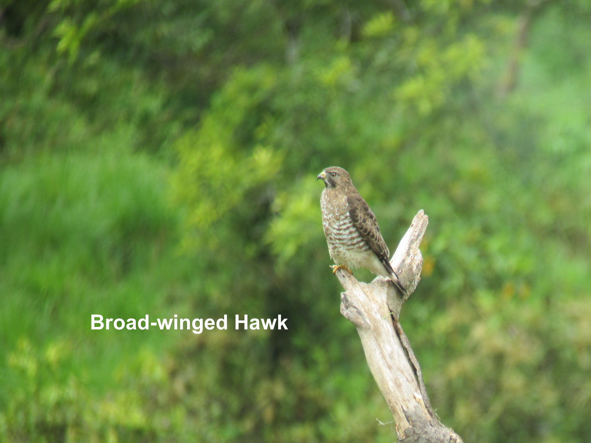 broad-winged hawk1.JPG