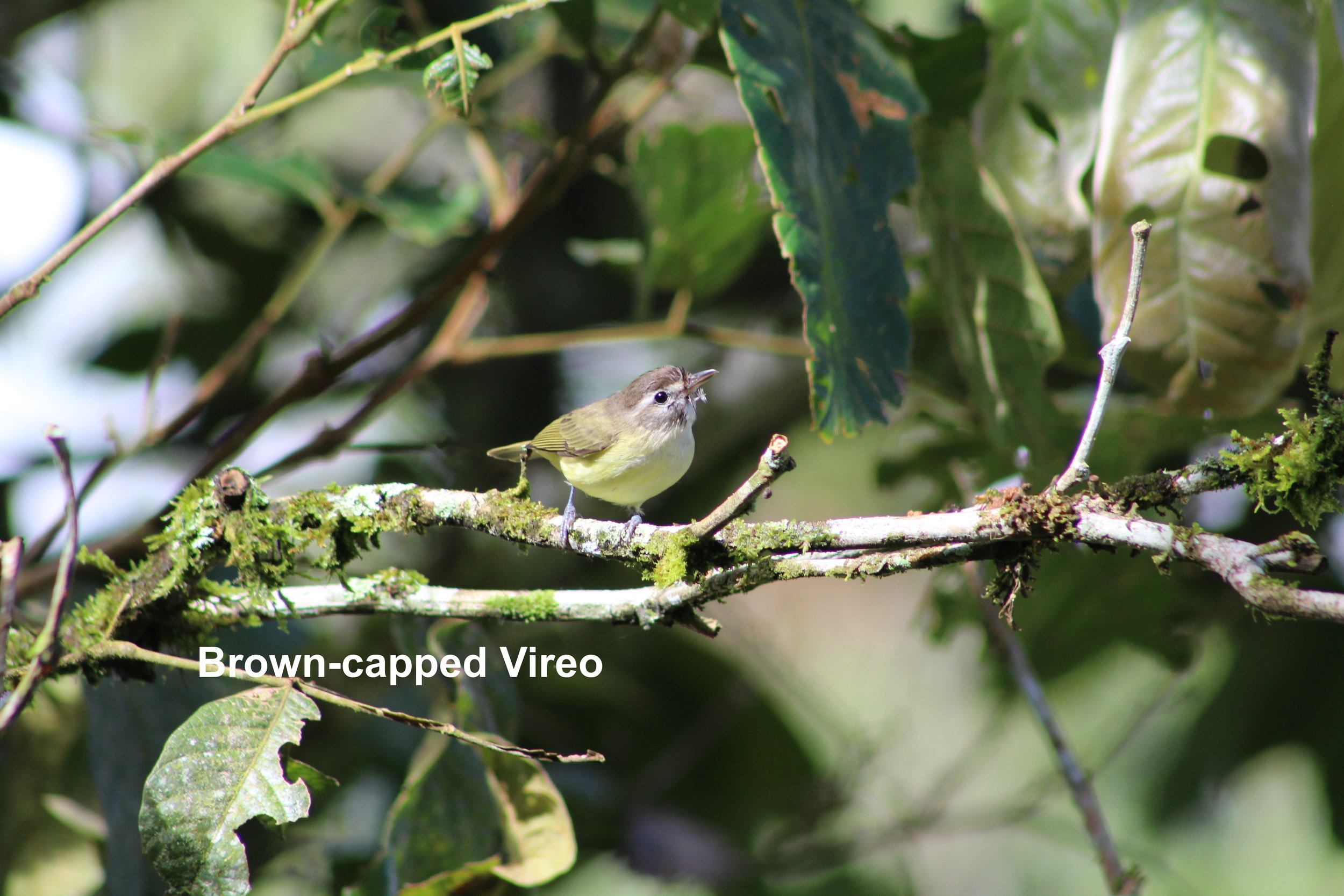 brown-capped vireo.JPG