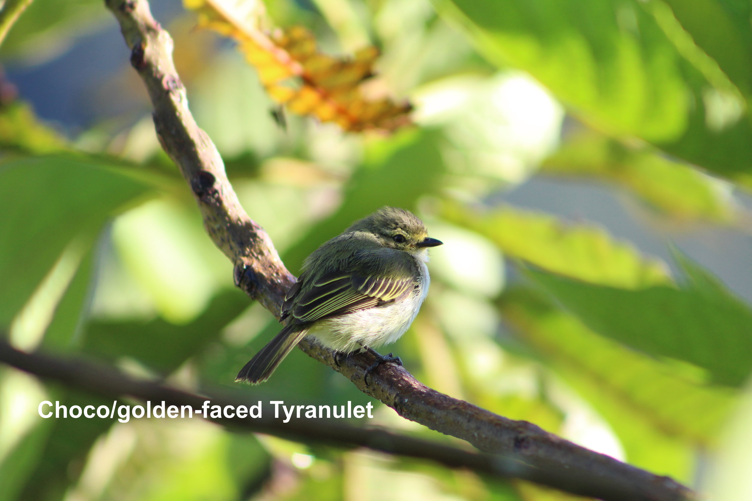 choco:golden-faced tyrannulet.JPG