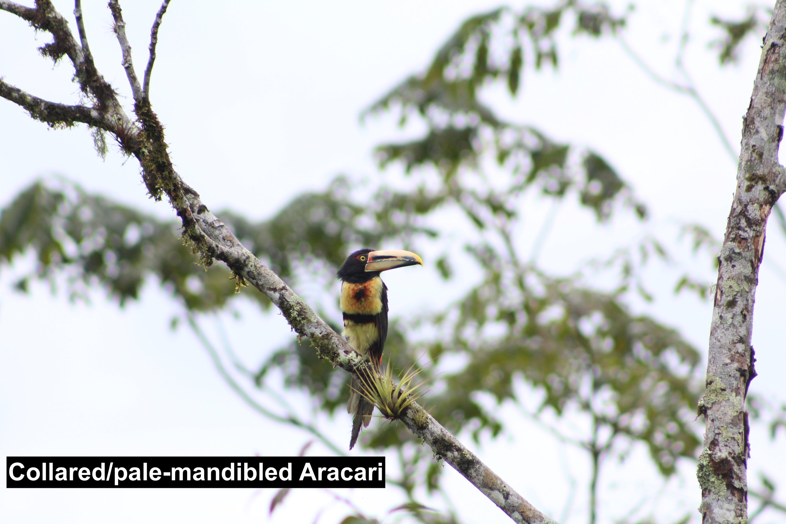 collared:pale-mandibled aracari.JPG