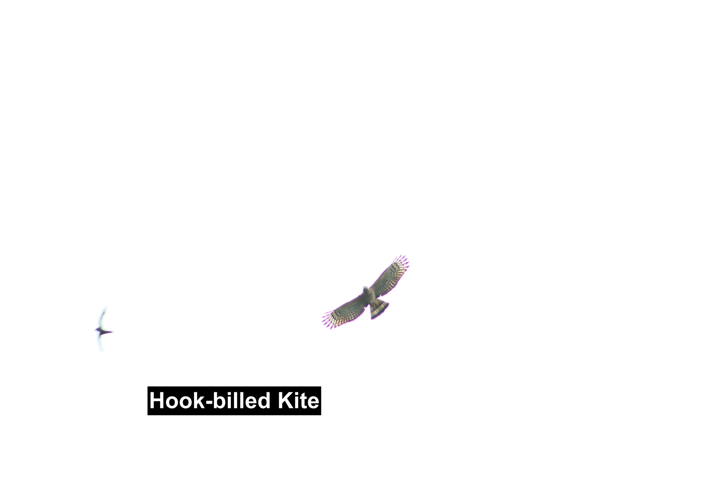 hook-billed kite.JPG