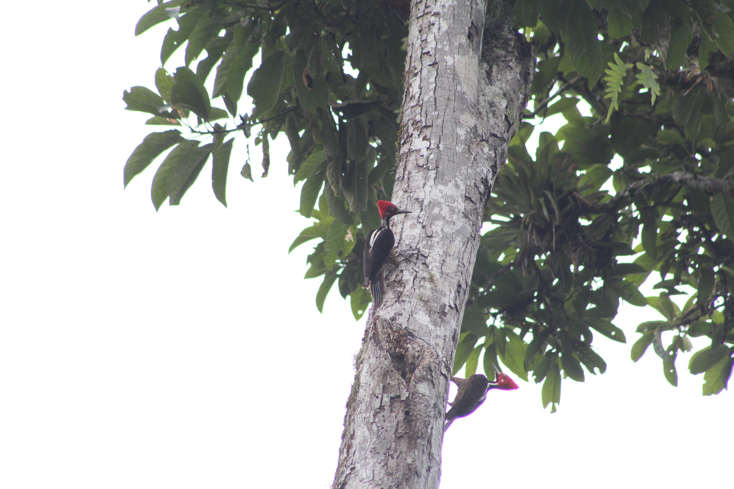 guayaquil woodpecker 2 males.JPG