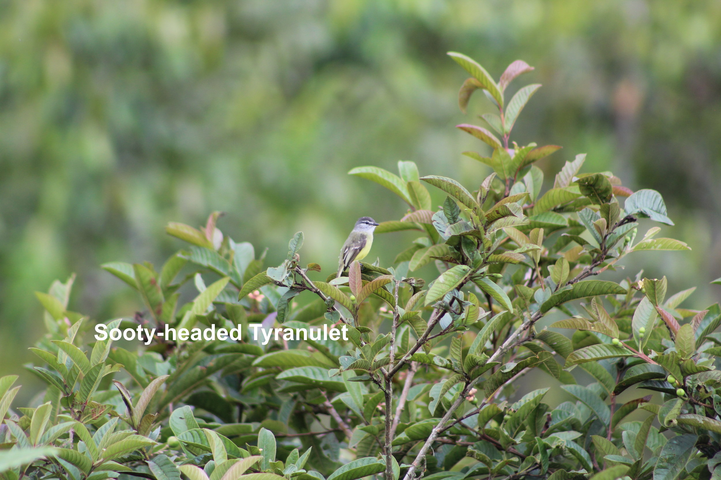 sooty-headed tyrannulet.JPG