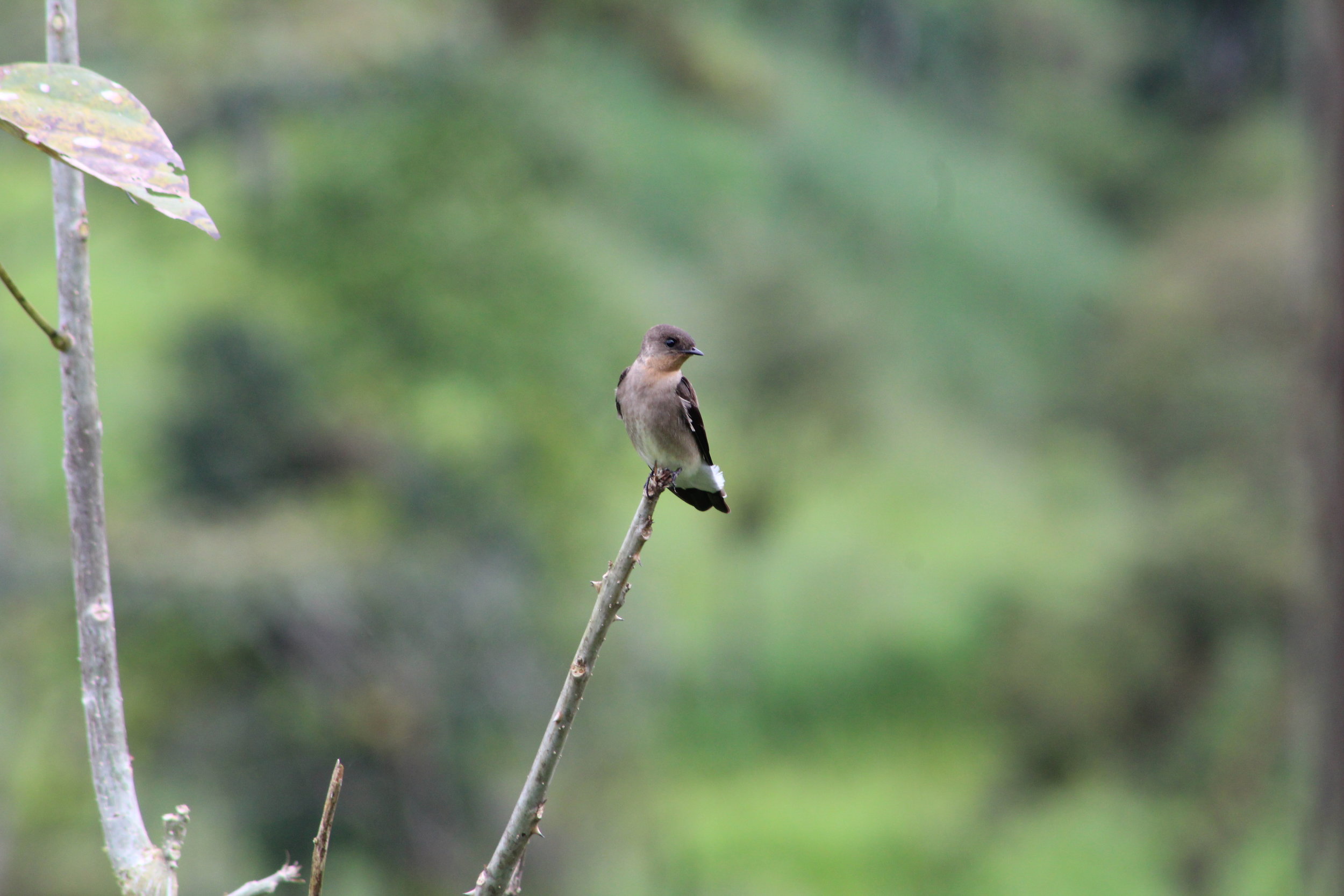 southern rough-winged swallow1.JPG