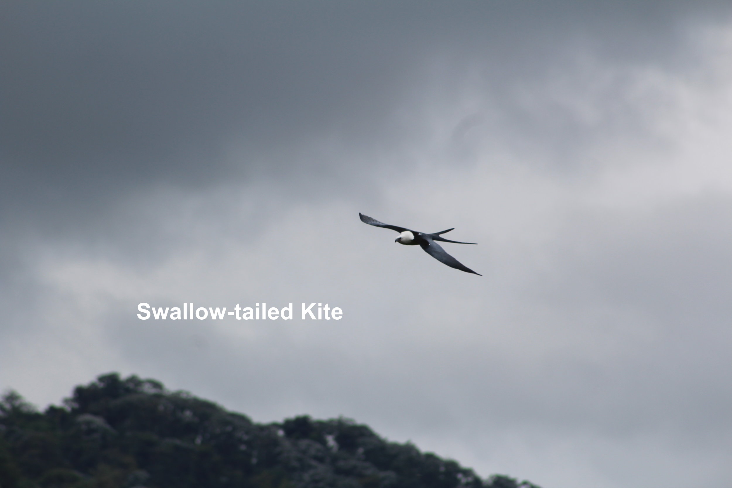swallow-tailed kite.JPG