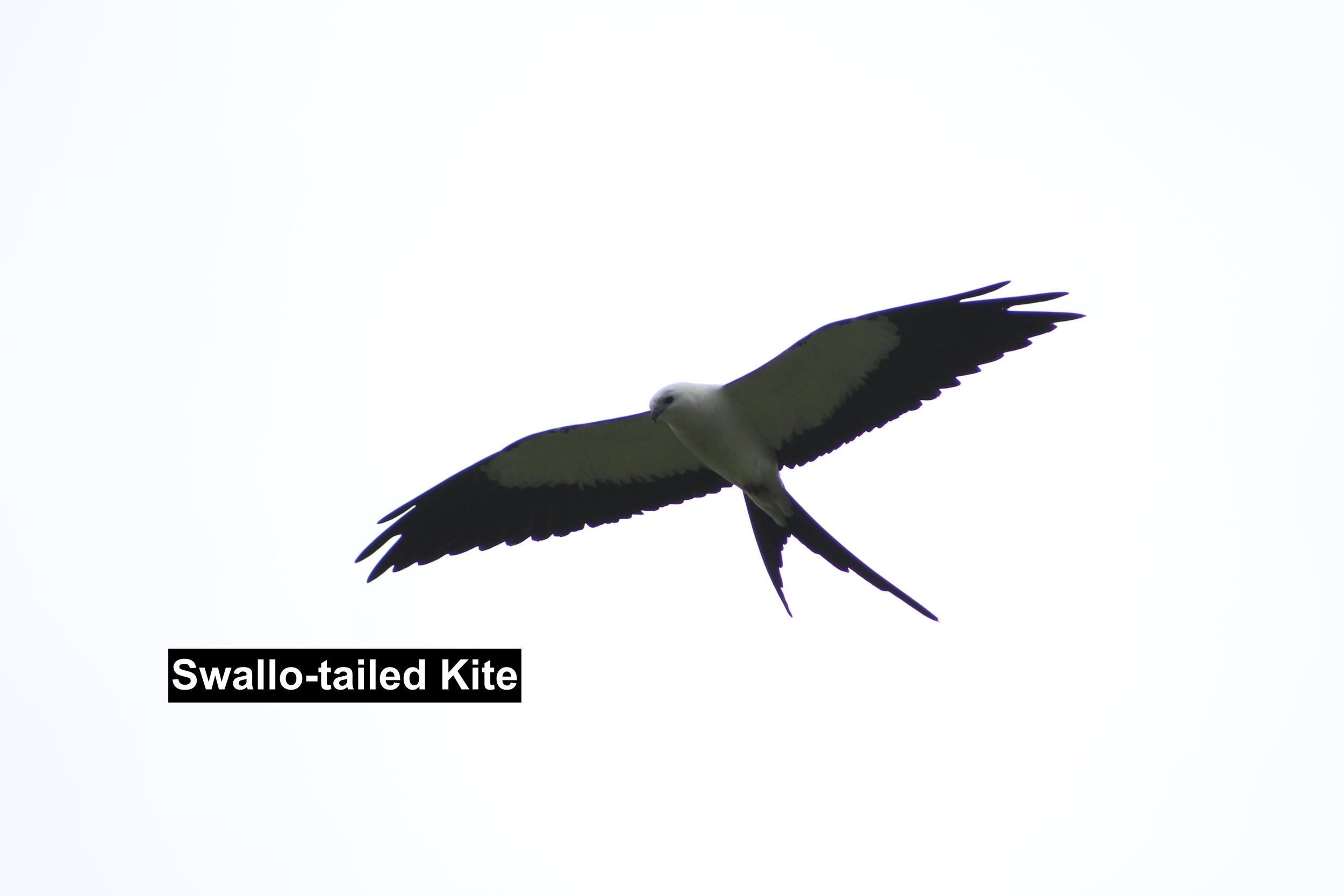 swallow-tailedkite.JPG