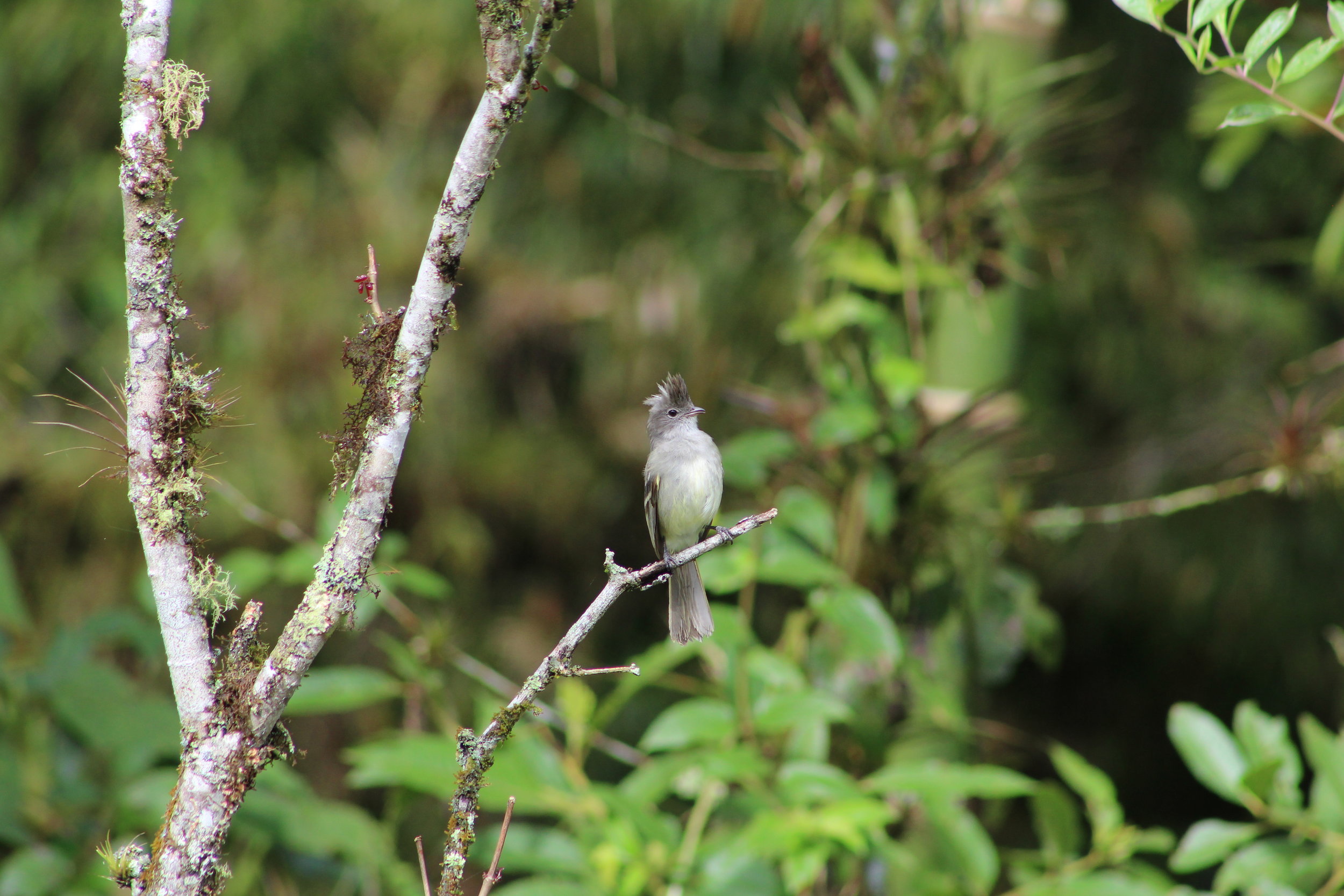 yellow-bellied elaeniab.JPG