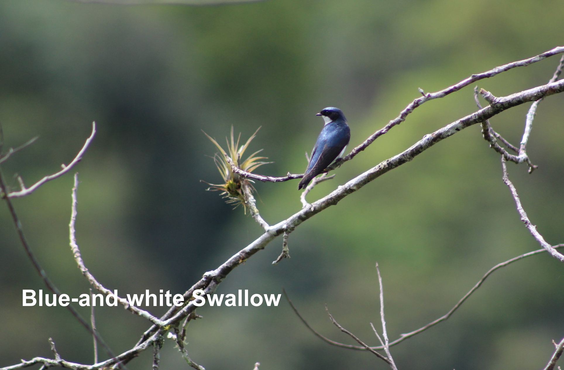 blue-and-white swallowa.JPG