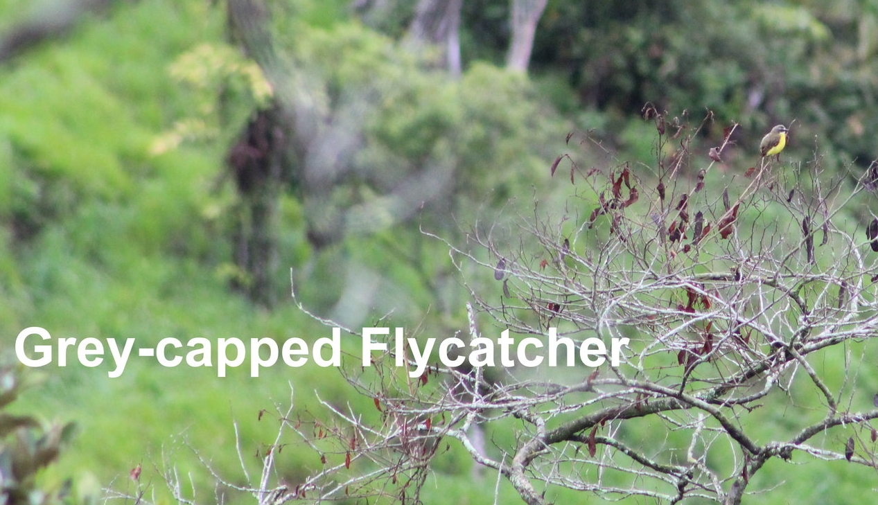 gray-capped flycatcher.JPG