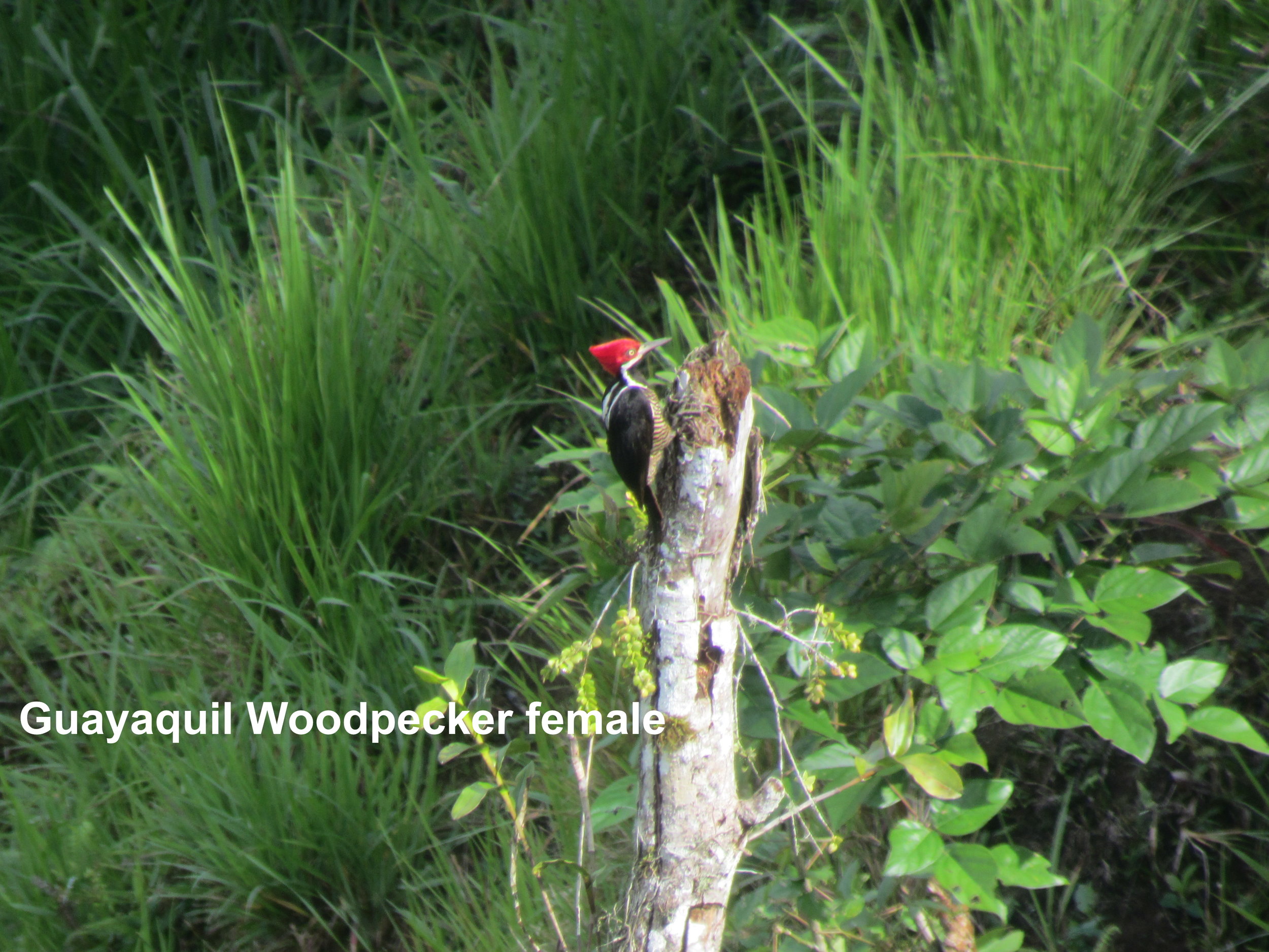 guayaquil woodpecker female.JPG